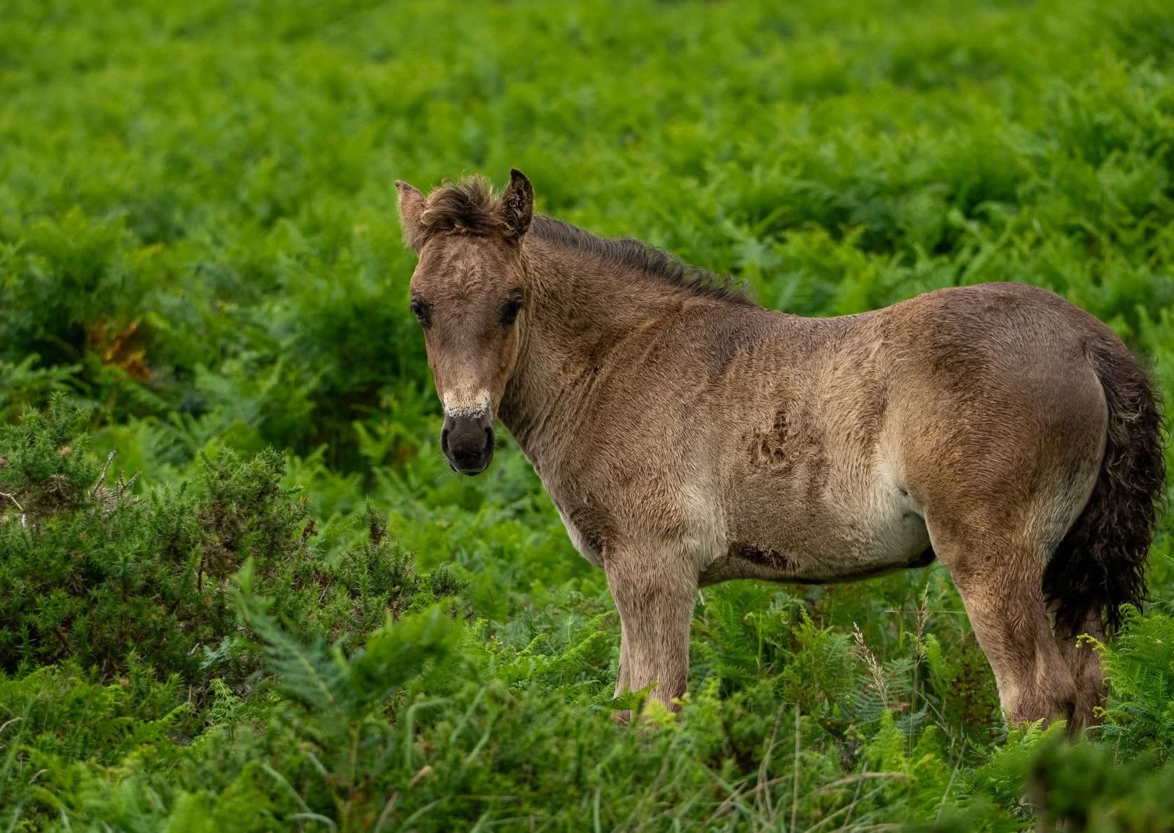 Foal.jpg