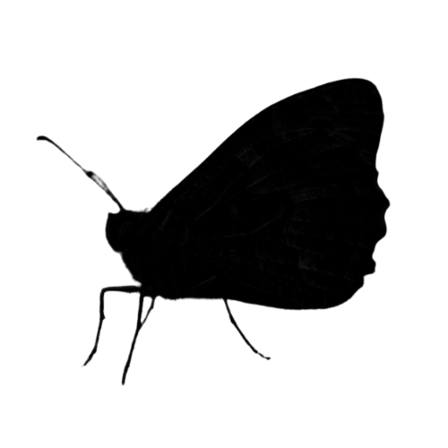 Grayling