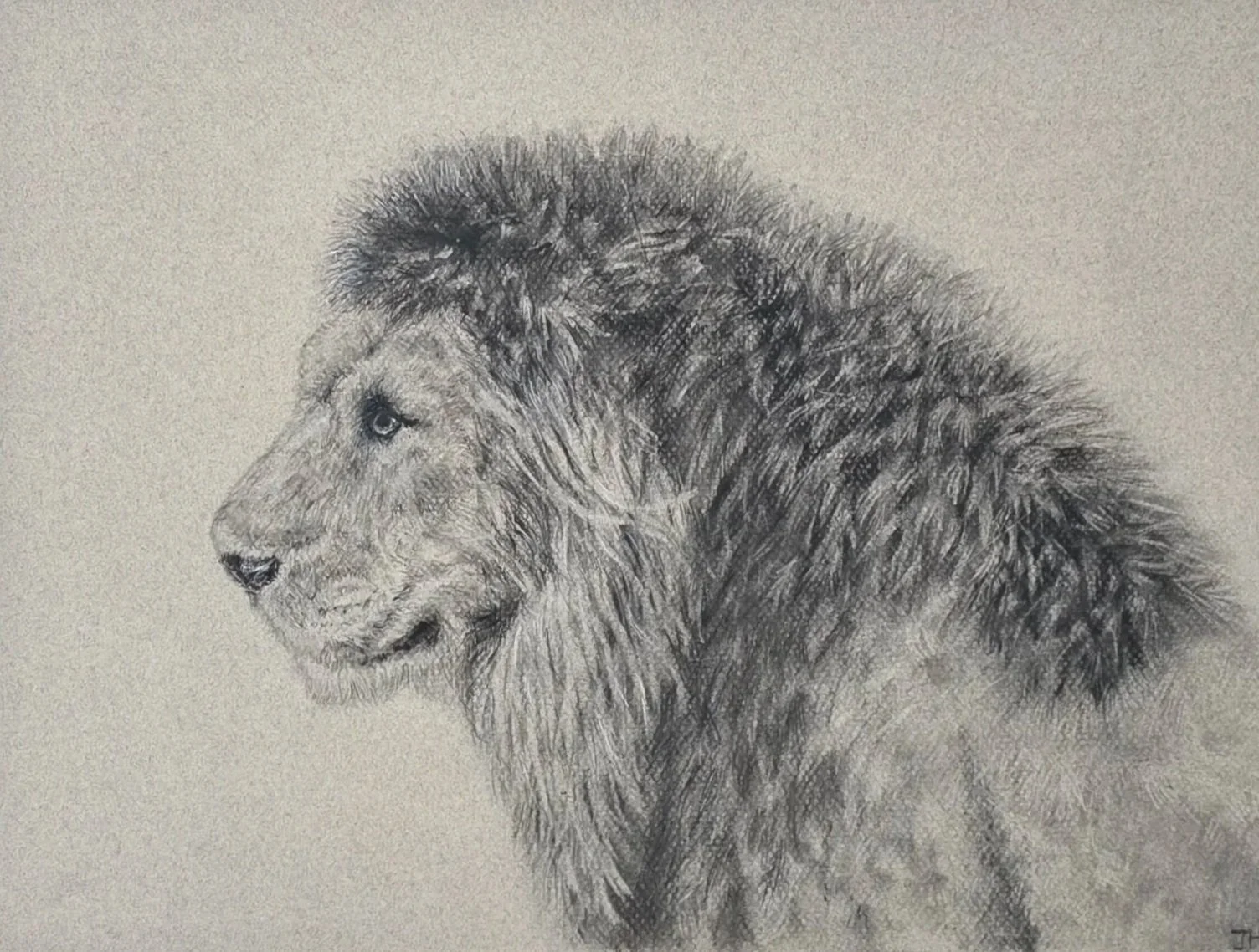 Commission: In The Lions Gaze - Charcoal on Canson Mi Tientes