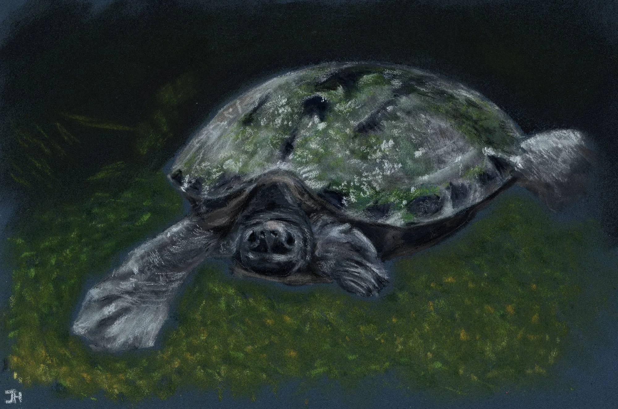 Sea Turtle_General.jpg