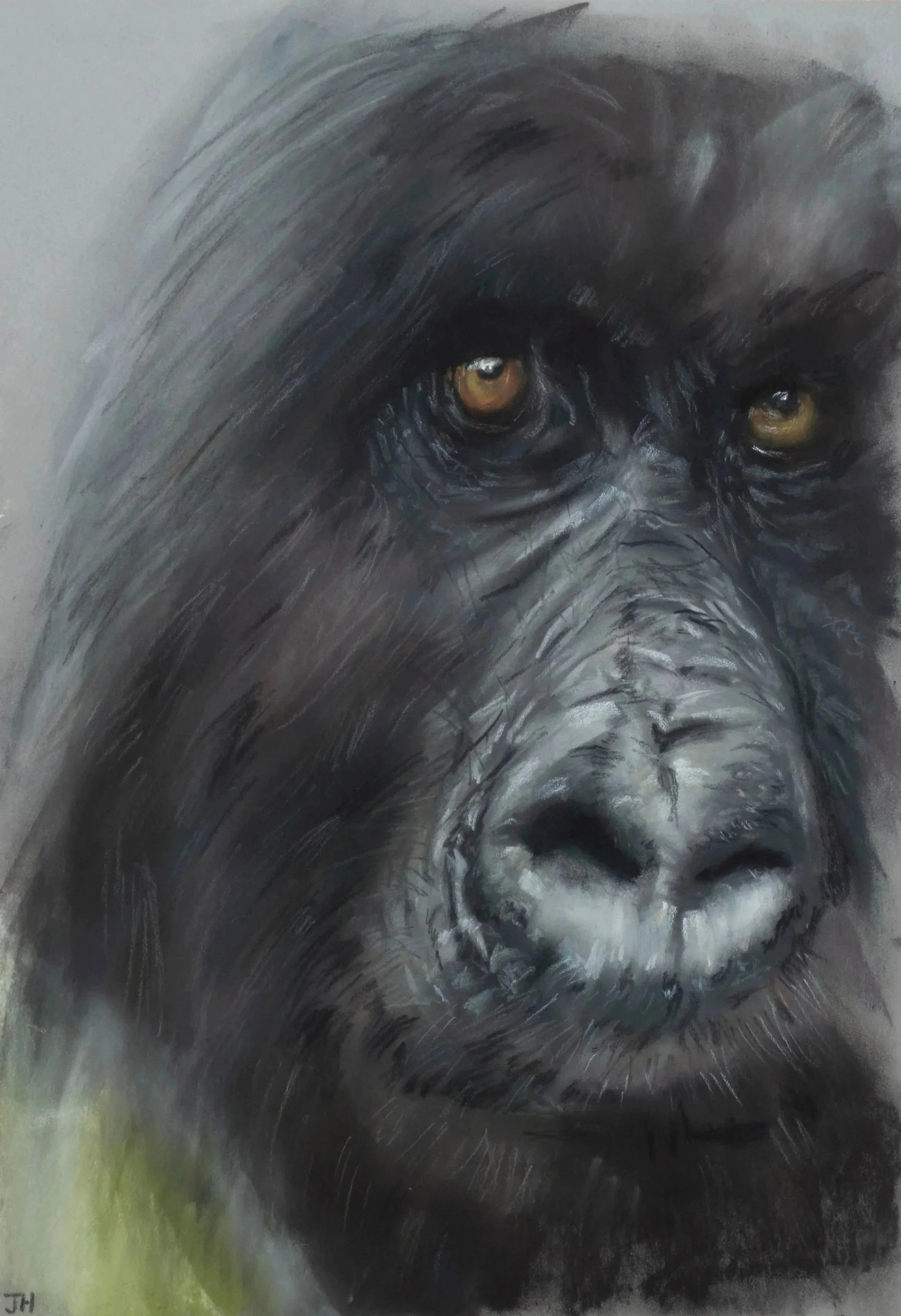 Close-up of a gorilla's face with detailed black and gray fur and piercing brown eyes.