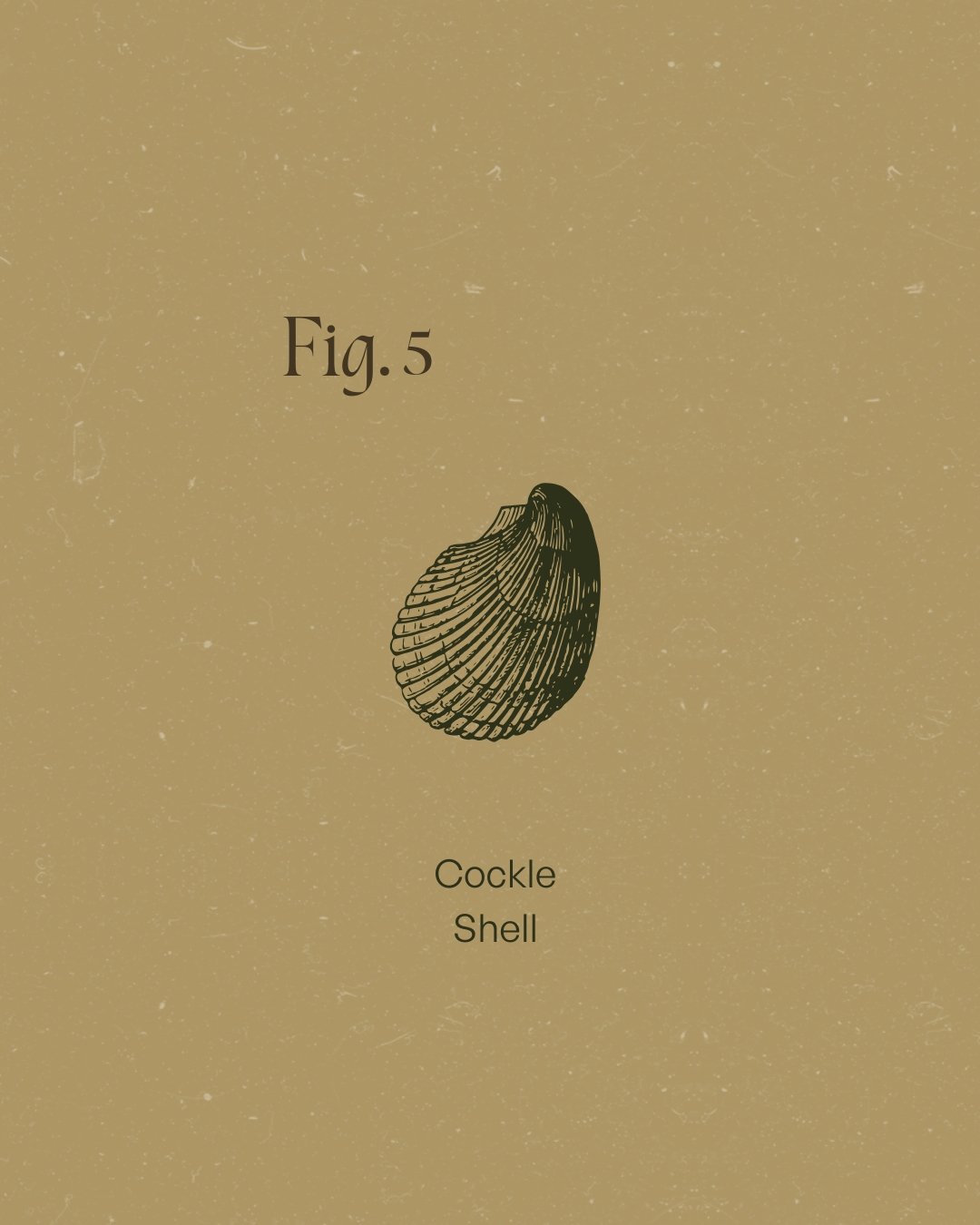 In ancient rituals, shells were vessels, carriers of meaning, holders of memory, and reminders that nature builds strength layer by layer (the same way that you do).

The Infinite Journal post &lsquo;Symbolism of Shells&rsquo; is linked in our bio.

