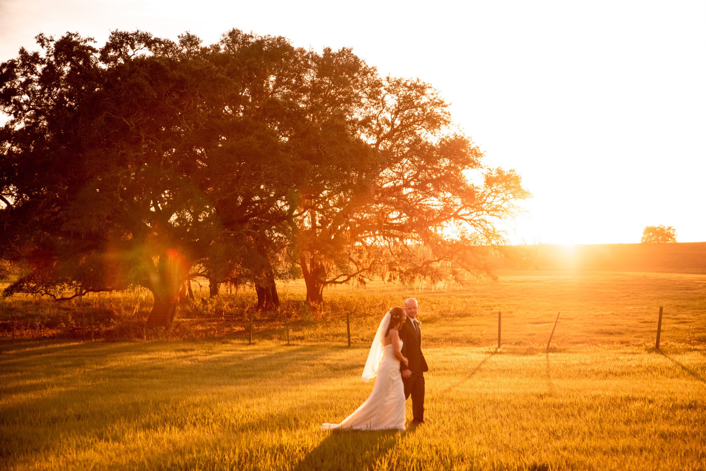 A bride and groom holding hands in a sunny field at sunset, with large trees in the background.