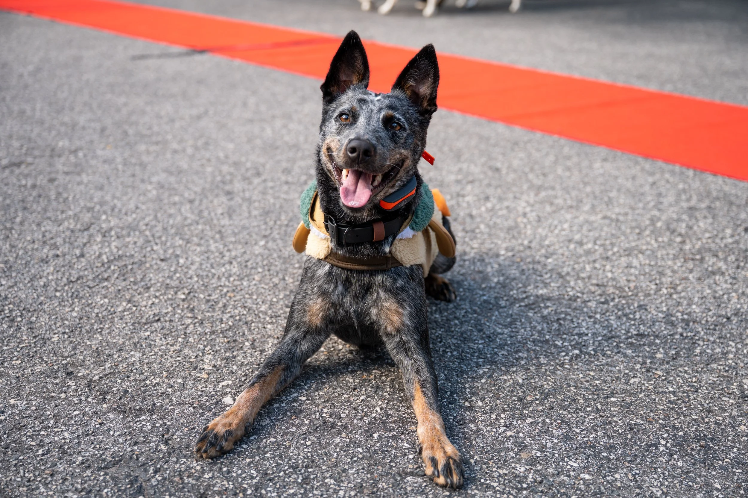 Barktoberfest 2025_52.jpg