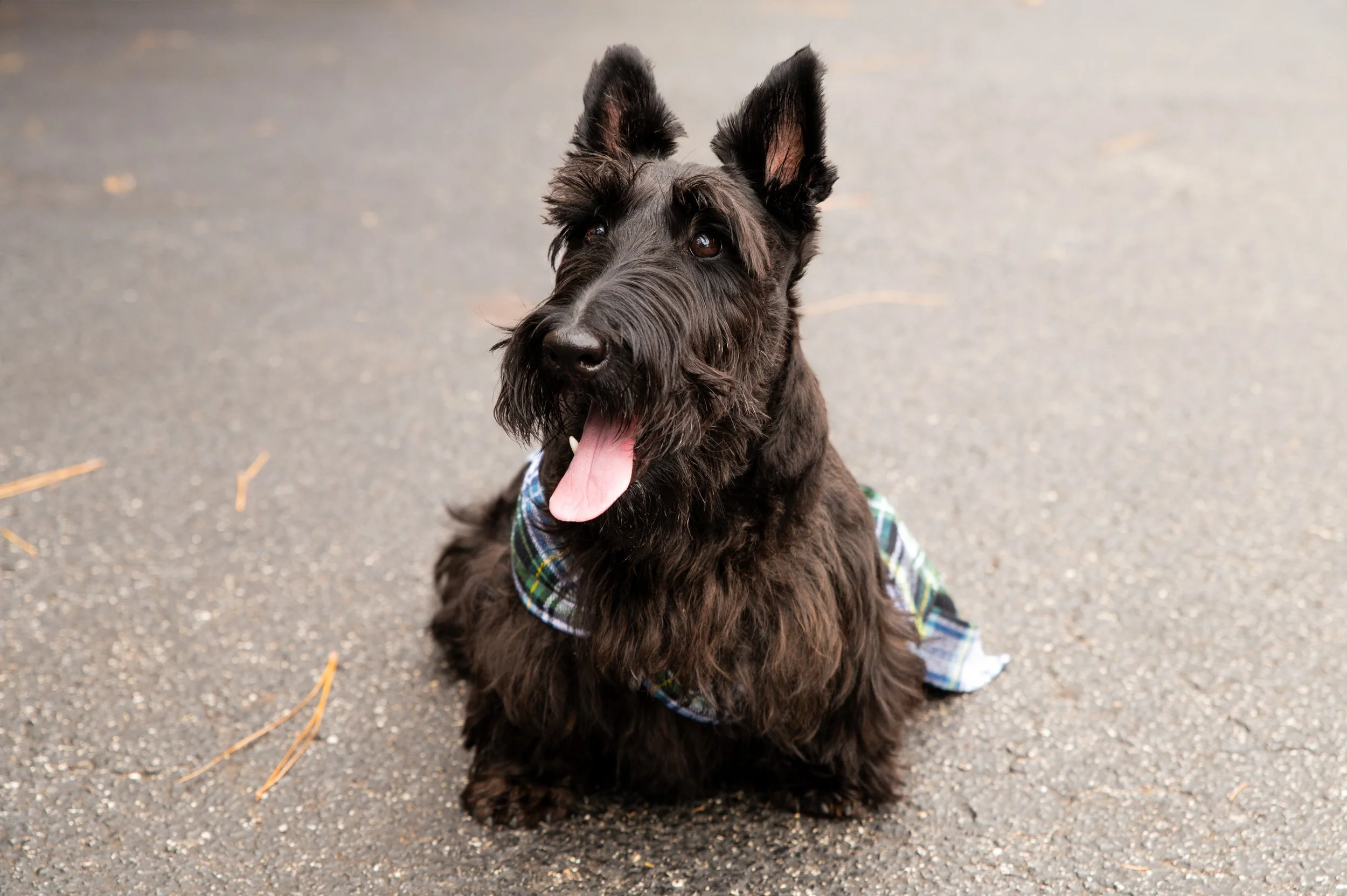 Barktoberfest 2024_26.jpg