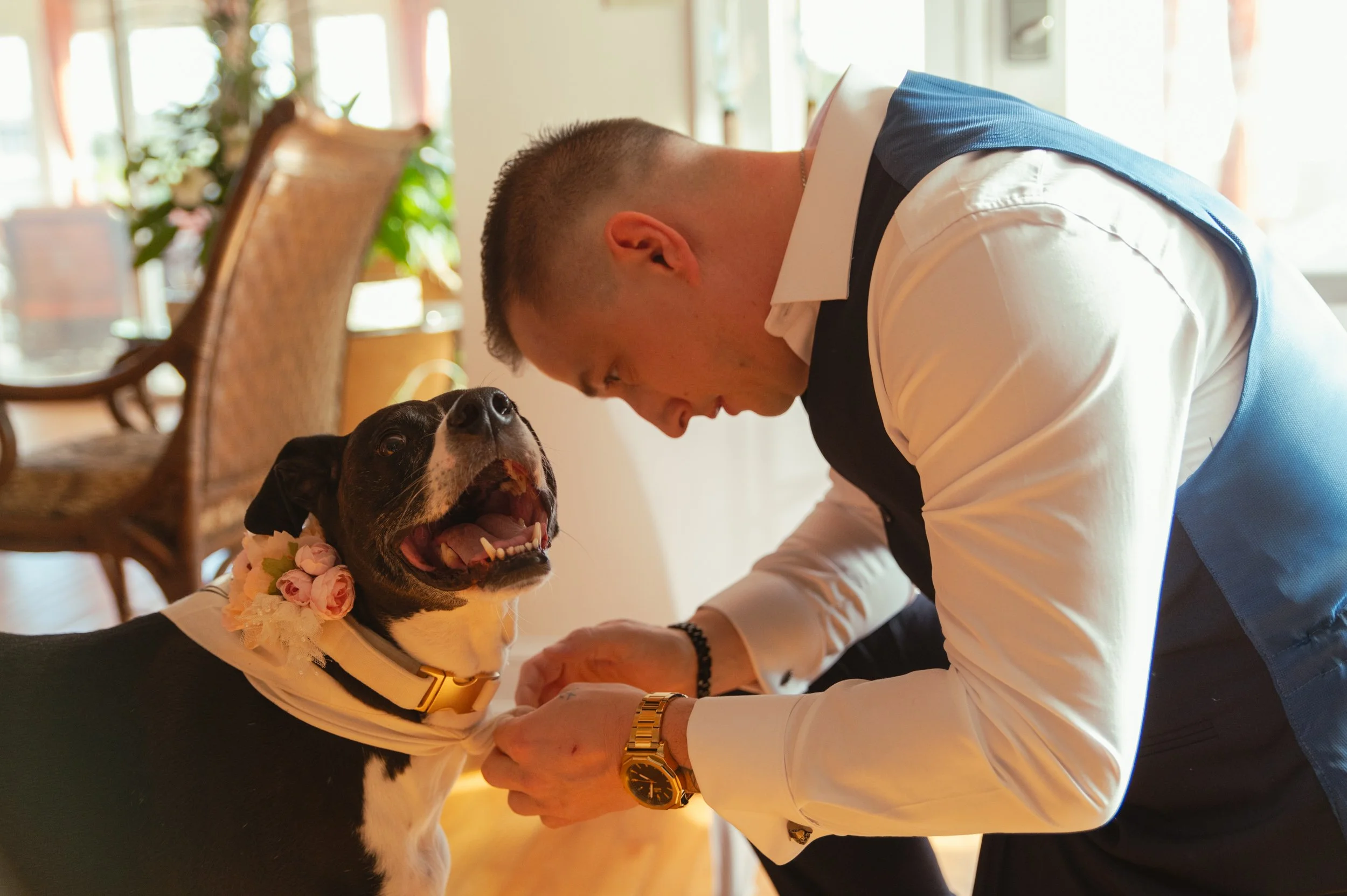 A man in a white shirt with a blue vest interacts with a black and white dog wearing a floral collar and a white bandana. The man is bending over, facing the dog, in a warmly lit indoor setting.