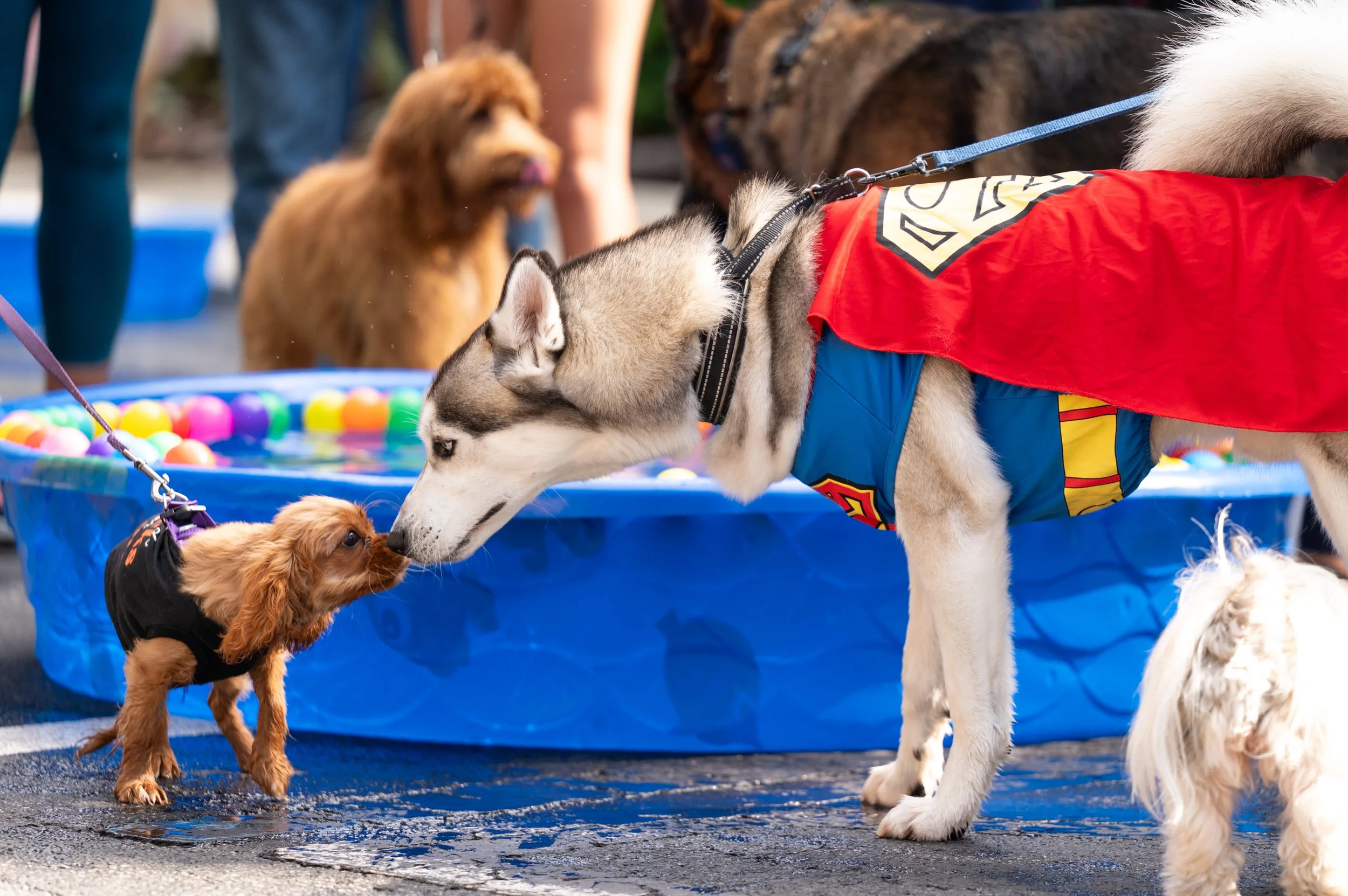 Barktoberfest 2025_20.jpg