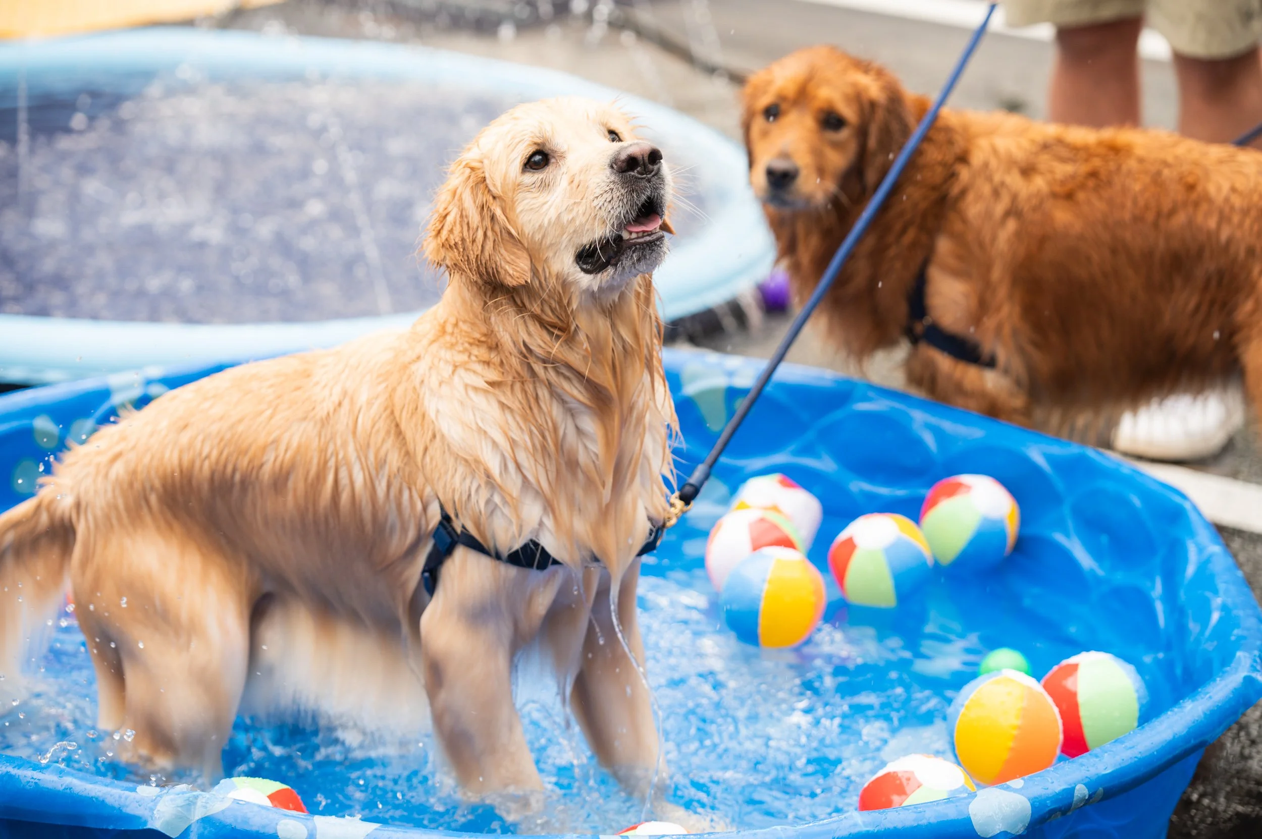 Barktoberfest 2024_72.jpg