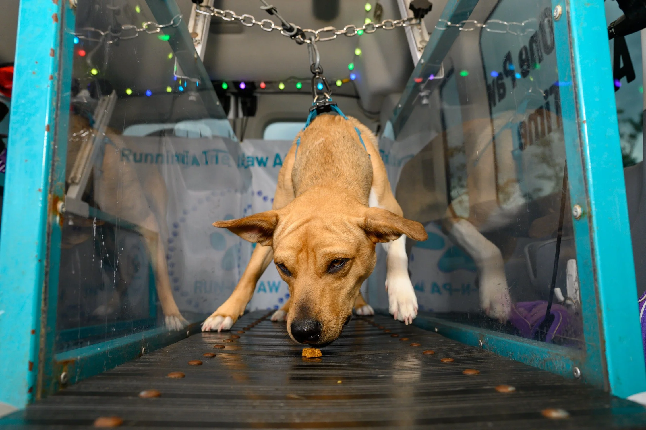 A tan dog with white paws and a harness exploring a treadmill inside a blue pet recovery or exercise chamber, with colorful string lights above.