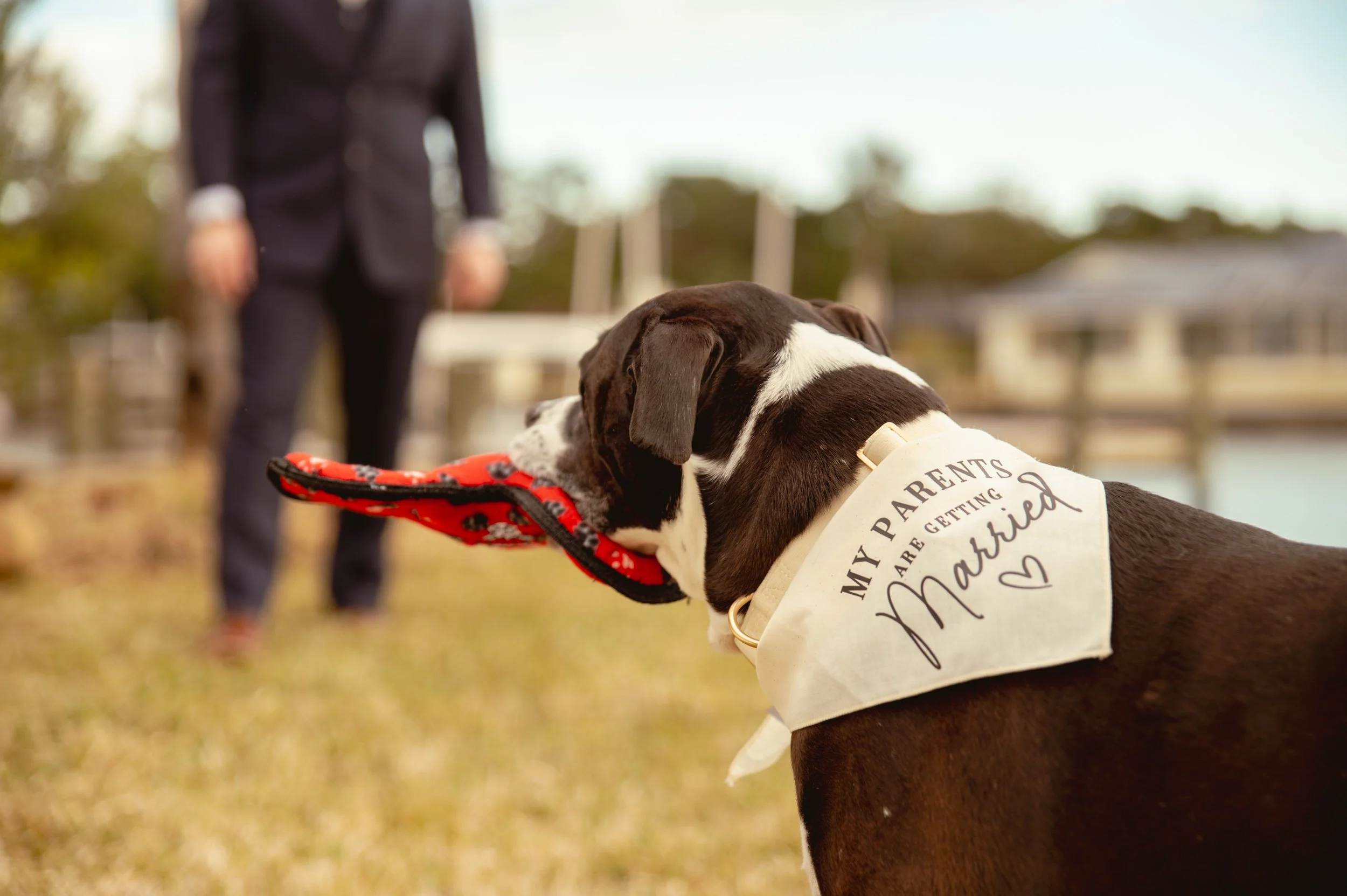 Dog wearing a bandana that says 'My Parents Are Getting Married' holding a red and black frisbee in its mouth with a person in a suit in the background near a body of water and wooden pier.