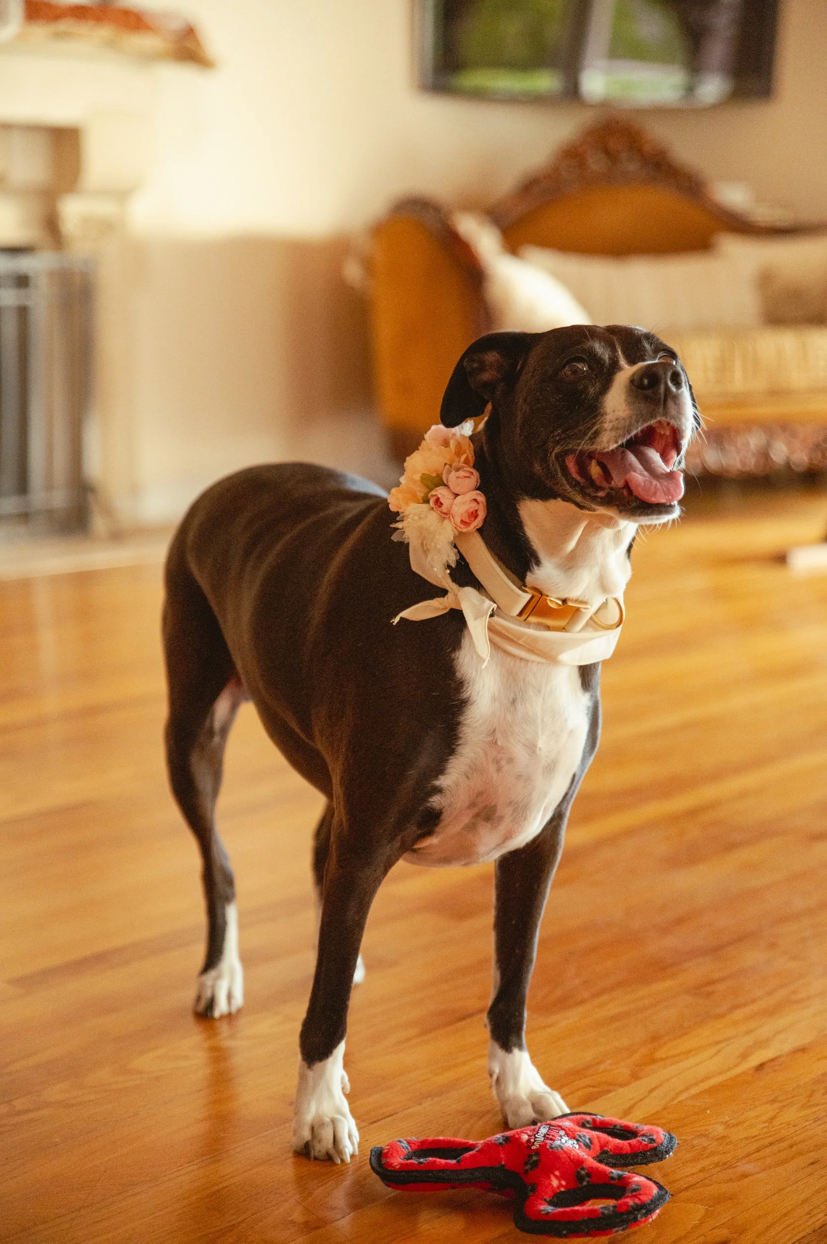 A black and white dog with a pink flower collar standing on a wooden floor indoors, with a red toy on the floor in front of it and a blurred background of furniture and walls.