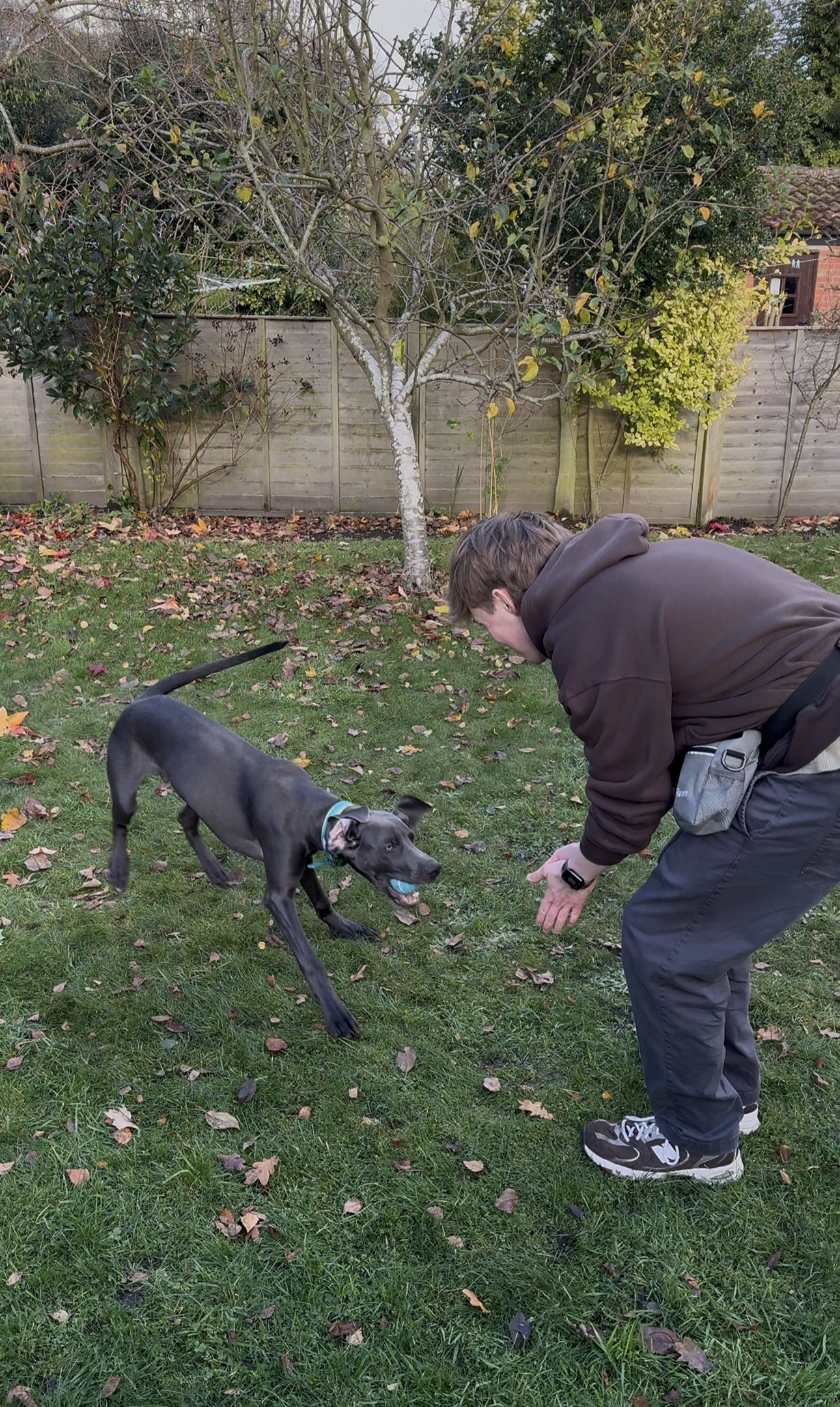 Reinforcement Versus Punishment in Dog Training.