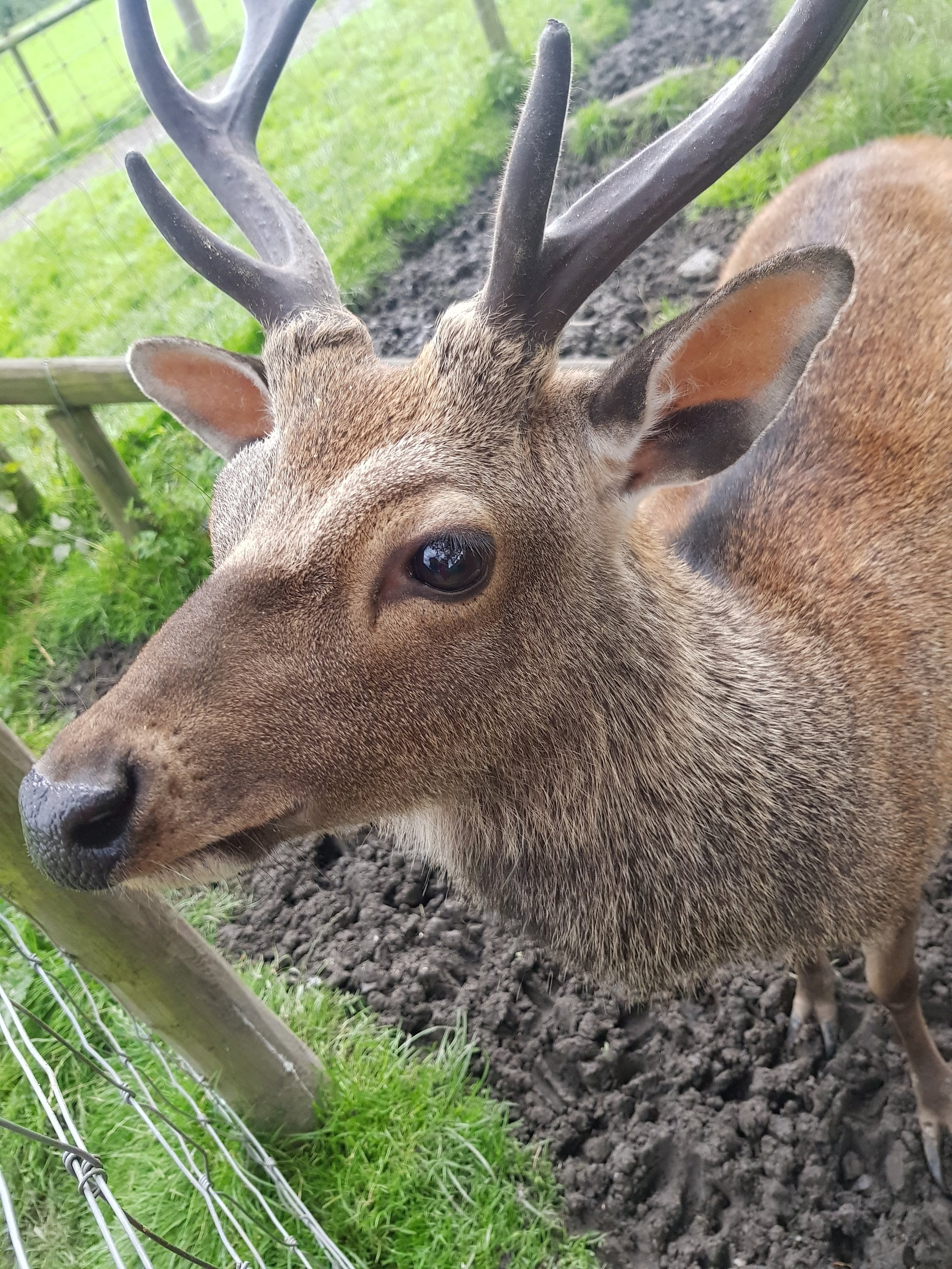 Dogs &amp; Livestock: Important Legal Changes for Dog Owners (England &amp; Wales)