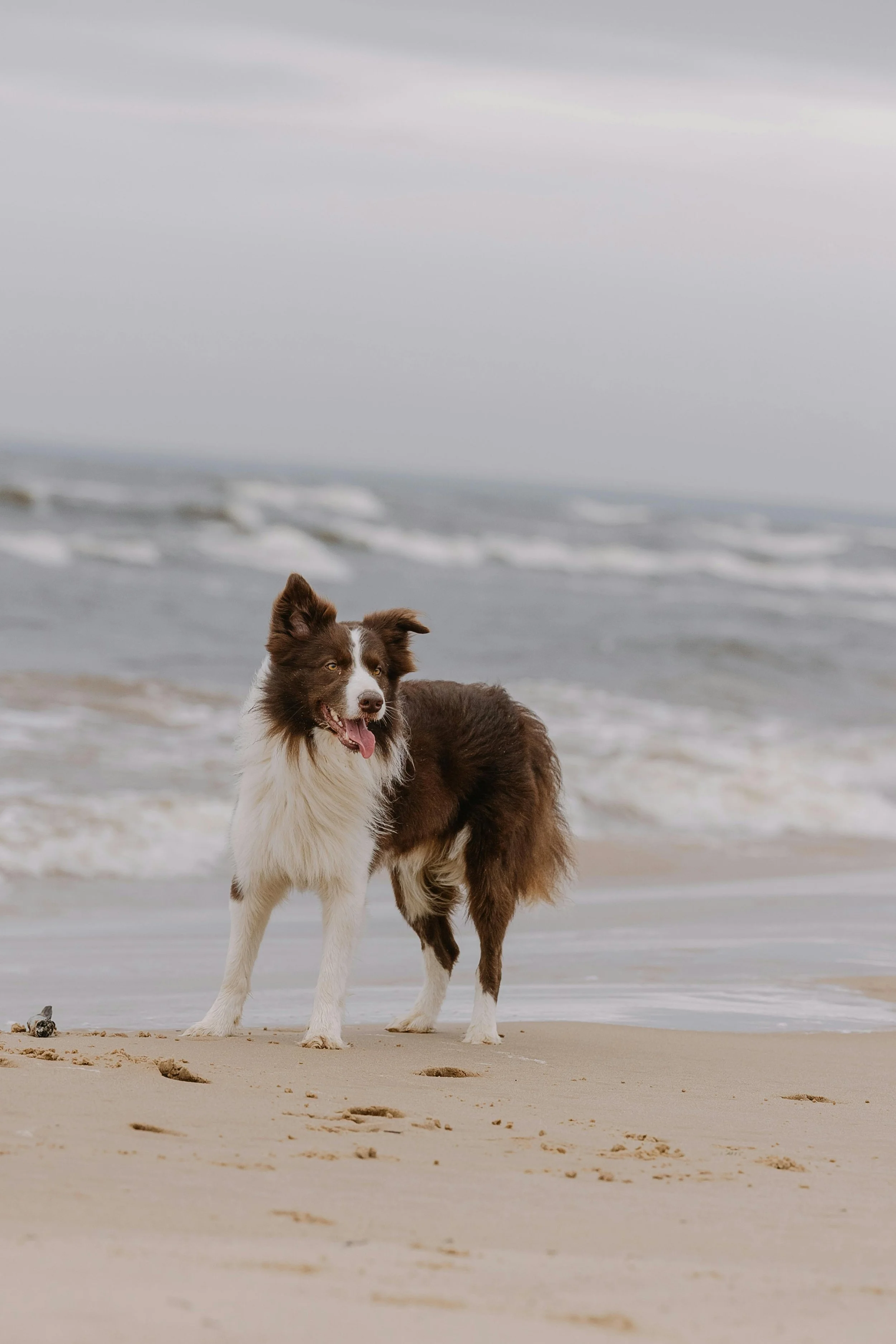 A brown and white Border Collie dog standing on a sandy beach near the water with waves in the background.