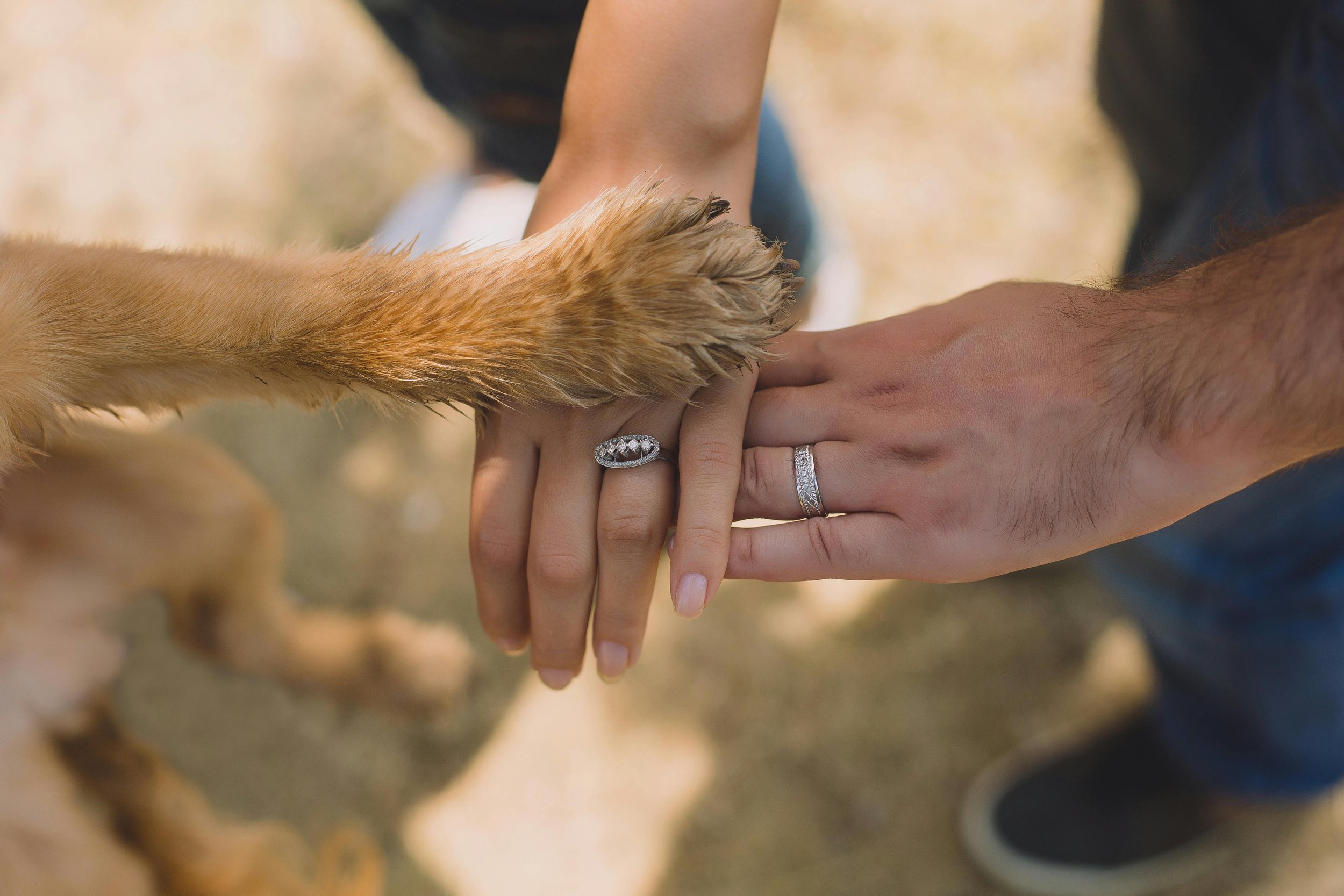 A close-up of two people and a dog, showing their hands and paws touching in a gesture of connection.