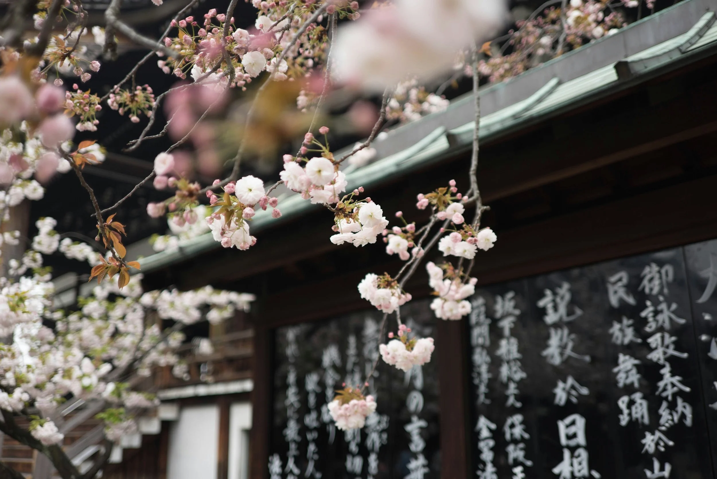 Cherry blossoms blooming on tree branches in front of a traditional Japanese building with Japanese characters on a black sign.