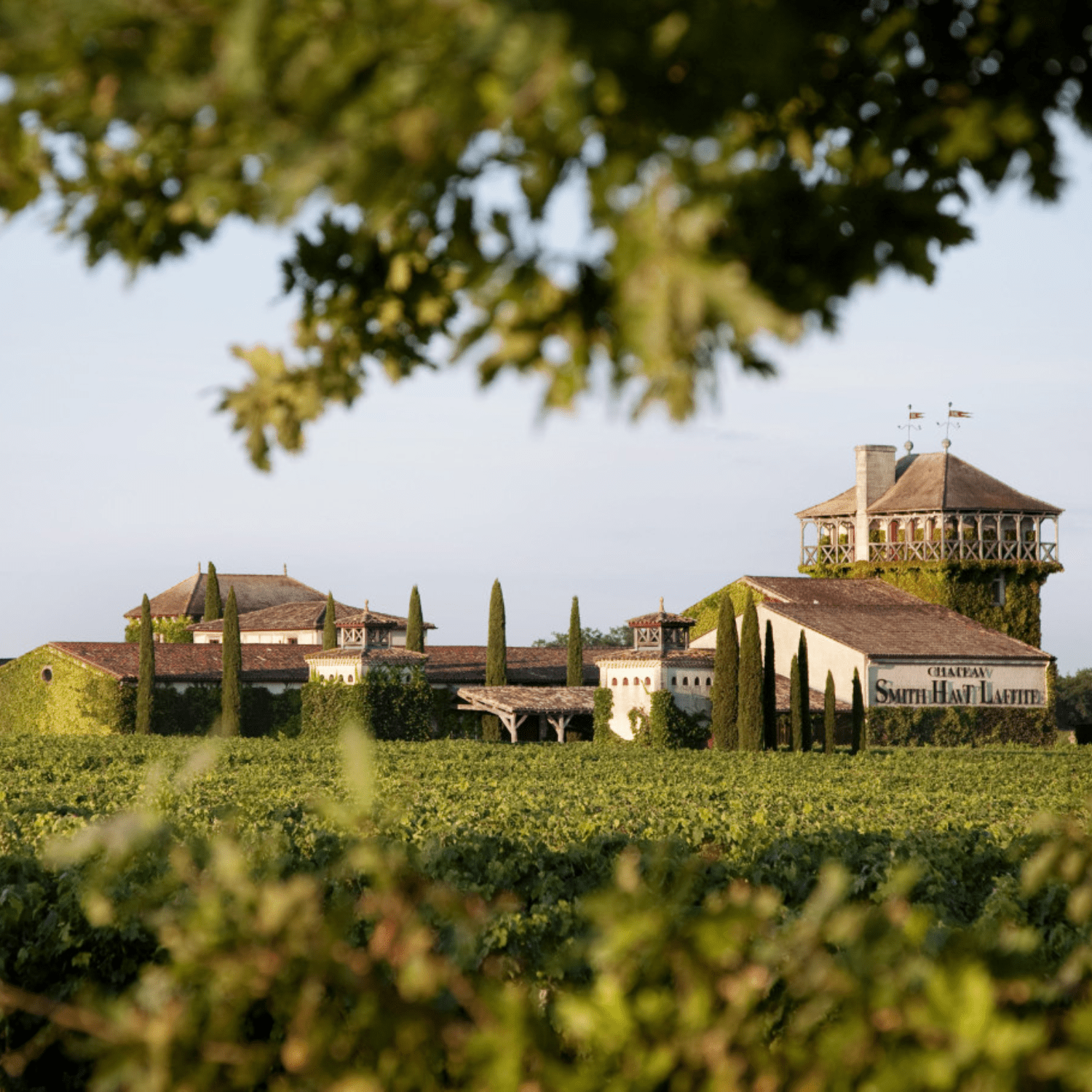 Vignoble avec bâtiment en pierre et toitures en tuiles, entouré de cyprès et de vignes, sous un ciel clair.