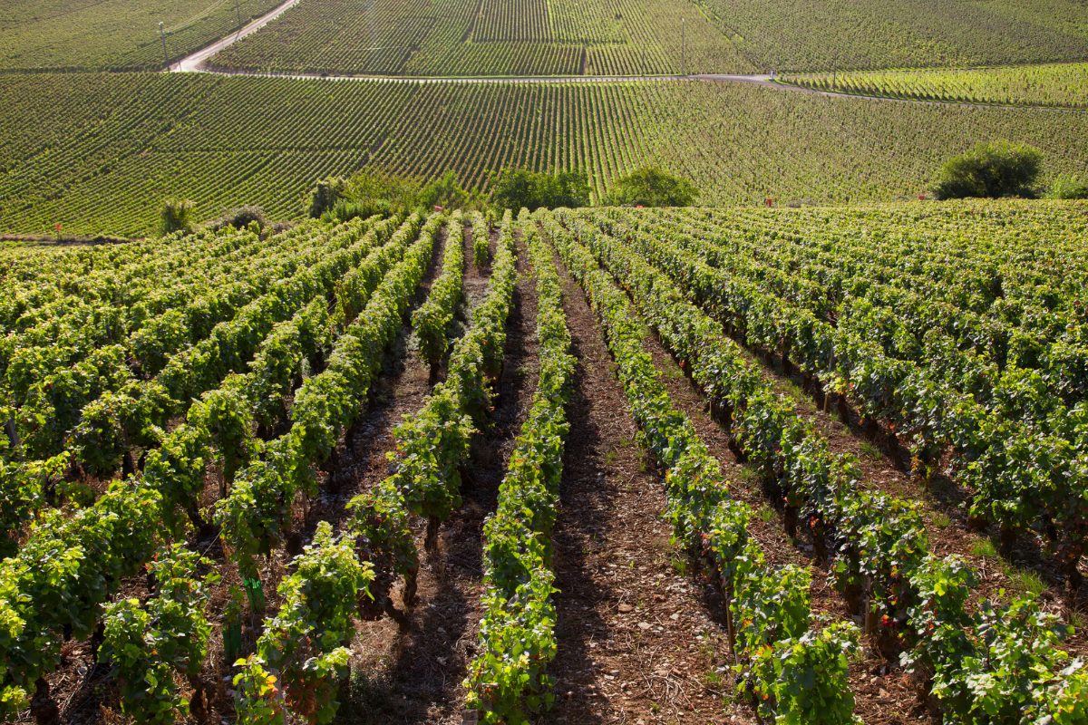 cc-grand-cru-passion-burgundy-2.png