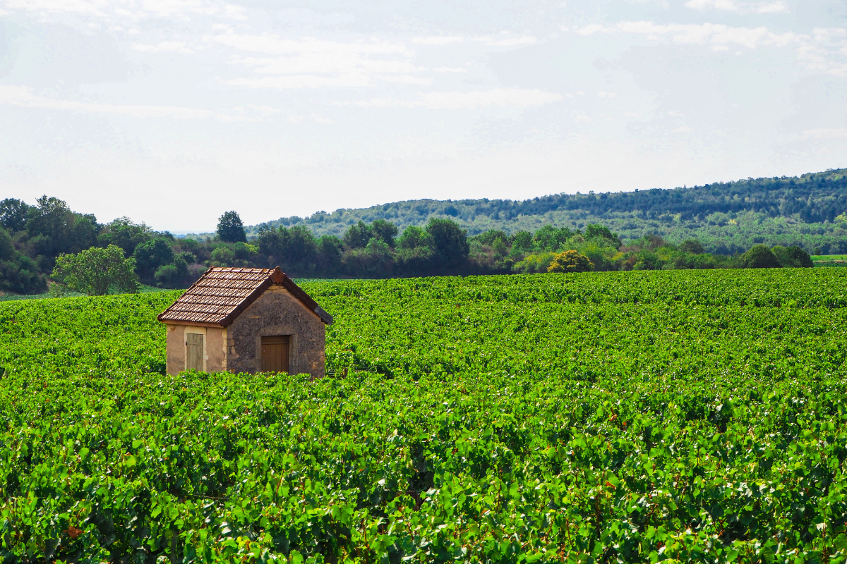 cc-golden-coast-cote-de-beaune-burgundy-1.png