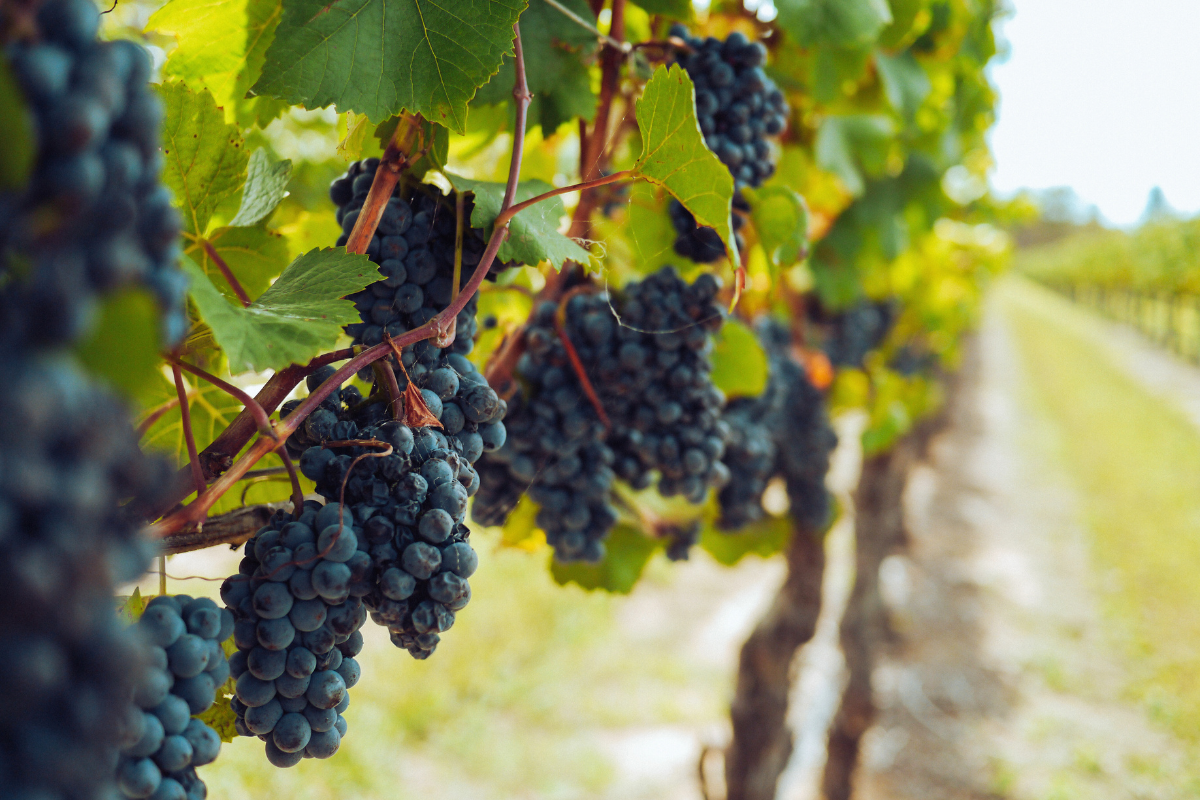 cc-golden-coast-cote-de-nuits-burgundy-2.png