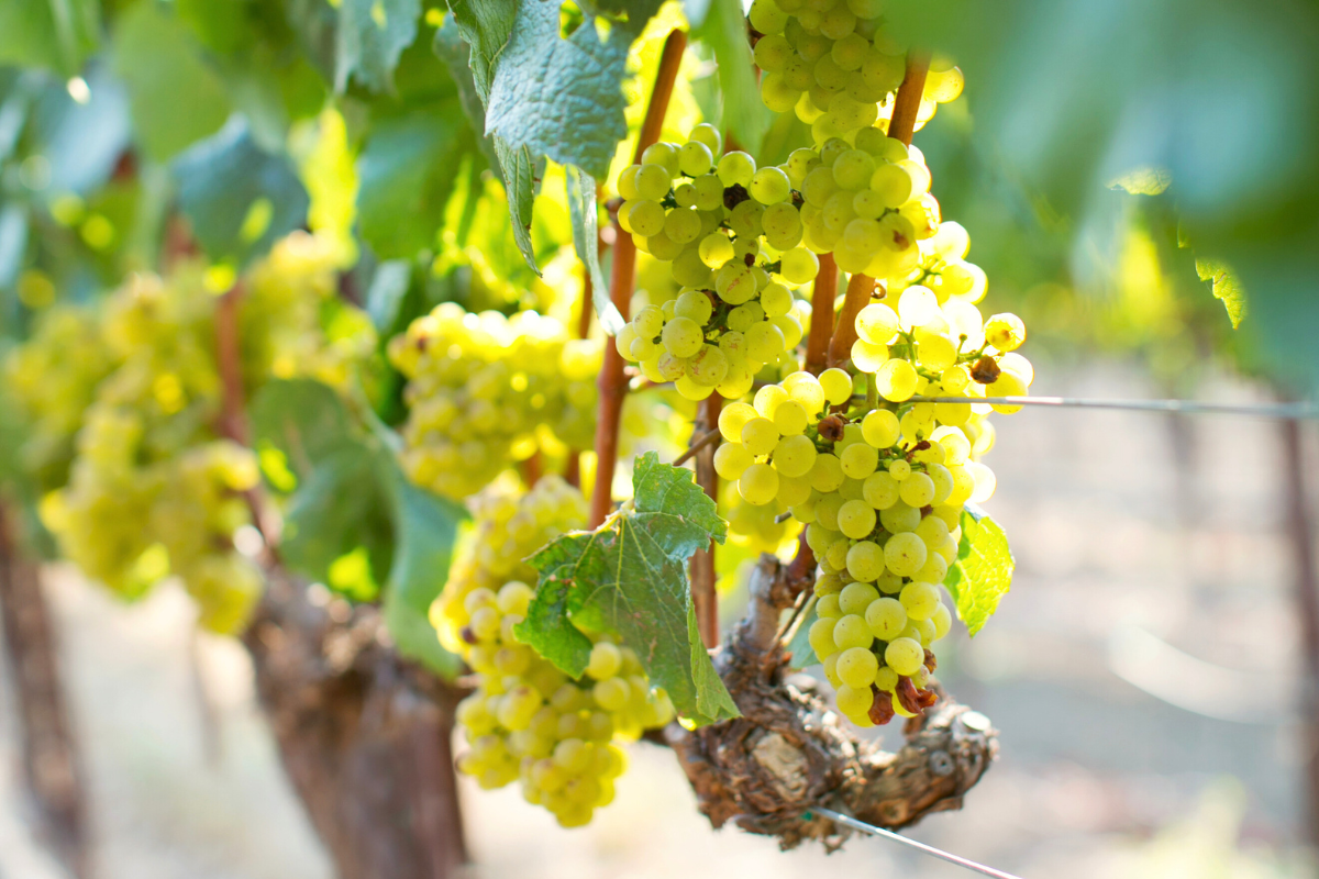 cc-golden-coast-cote-de-beaune-burgundy-2.png
