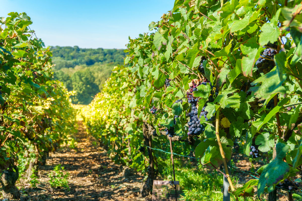 champagne-montagne-reims-grape.png
