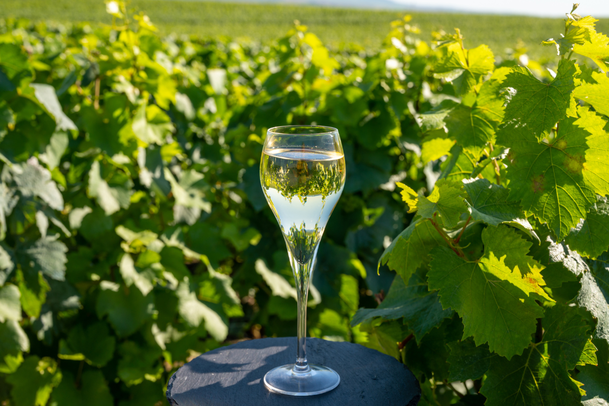 champagne-glass-vineyard.png