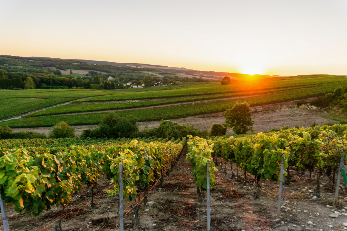 champagne-vineyard-sunset-3.png