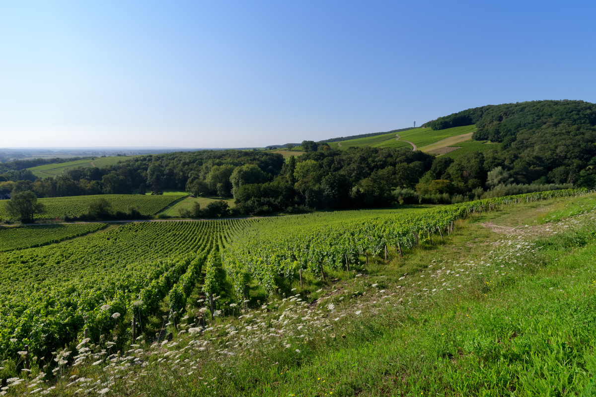loire-valley-sancerre-vineyard-2.png