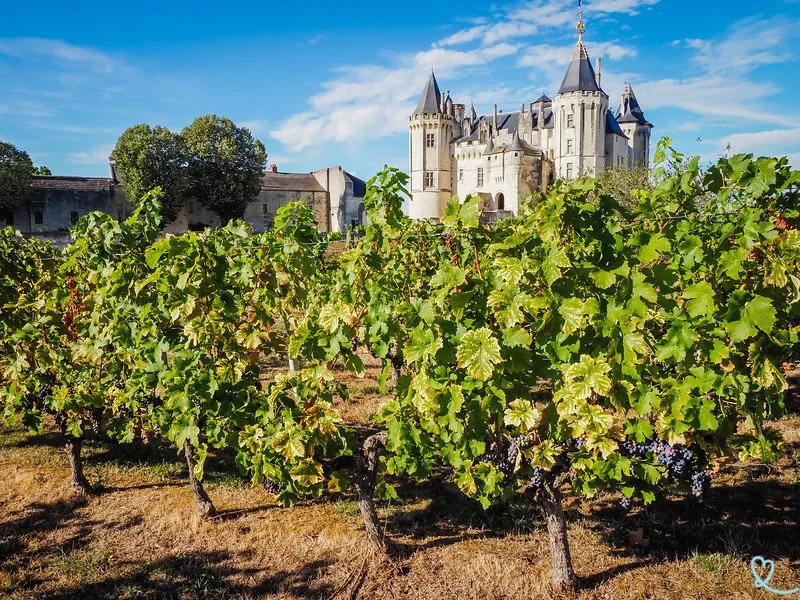 chateau-saumur-vignes-L.jpg