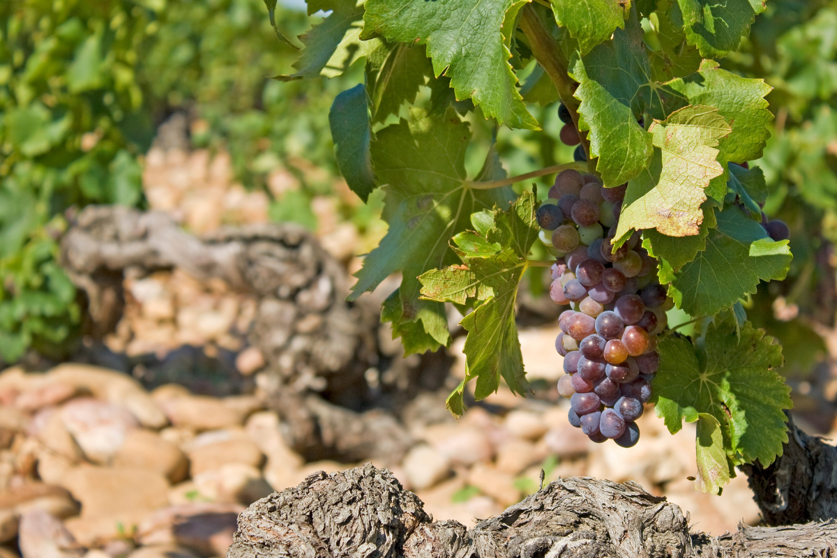 cc-provence-chateauneuf-du-pape-cotes-du-rhone-1.png