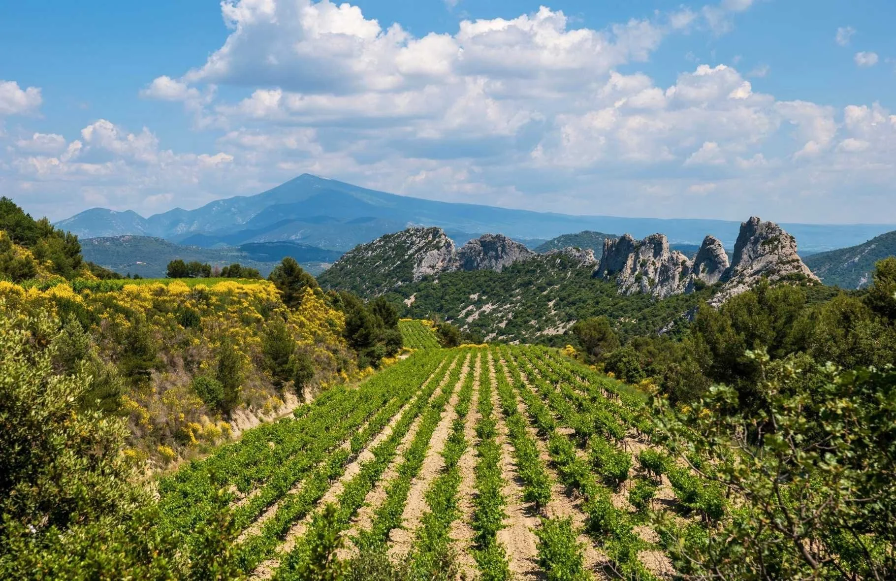 Dentelles De Montmirail.jpg
