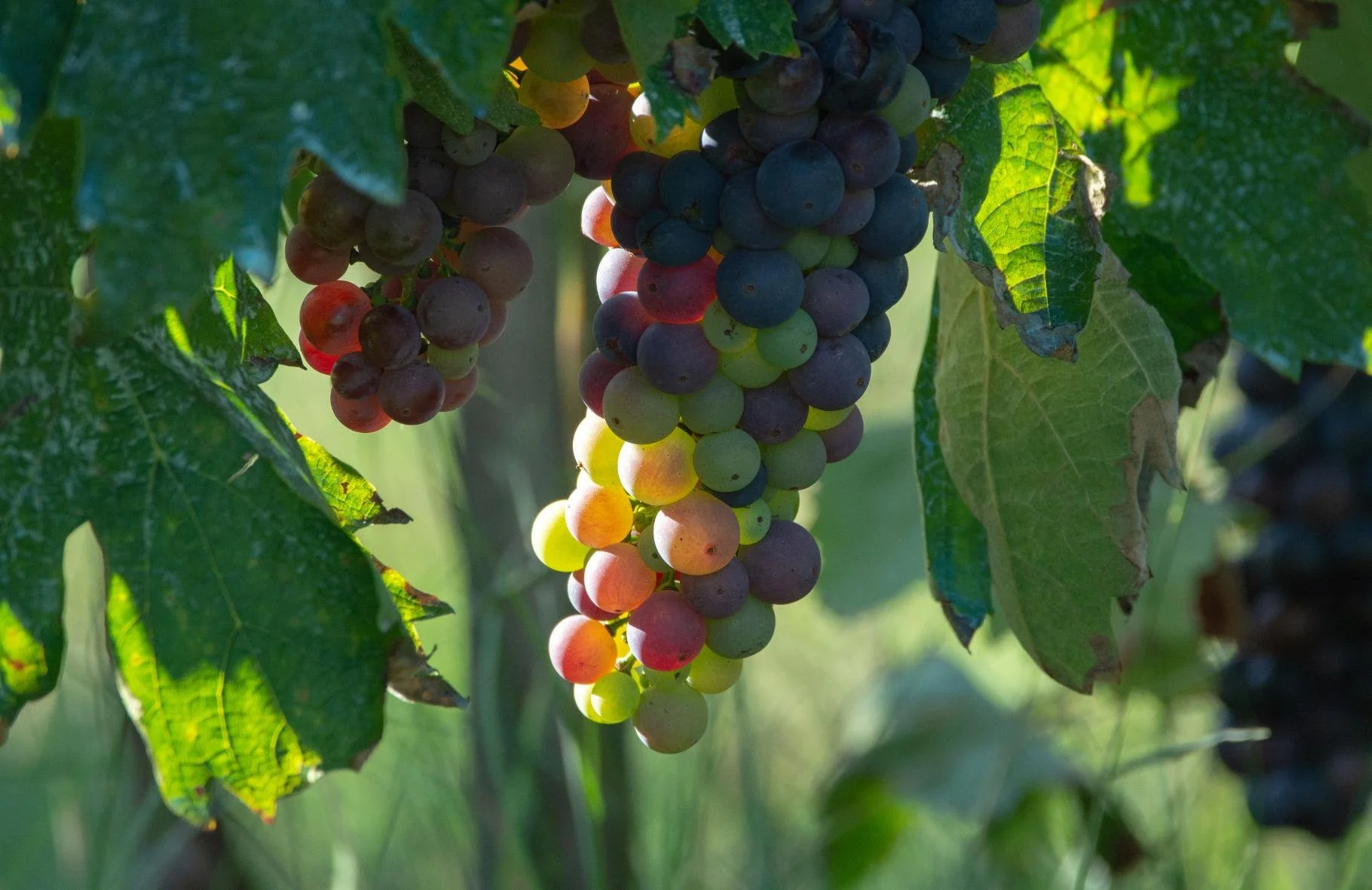 Wine Grapes of Provence.jpg
