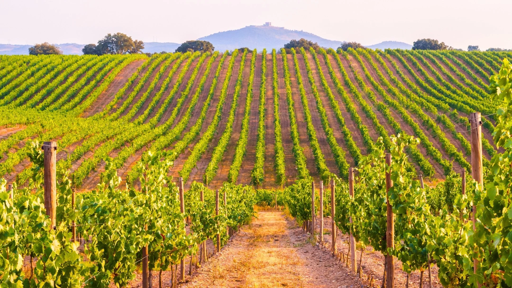 Vineyard with rows of grapevines on a hillside and a mountain in the background