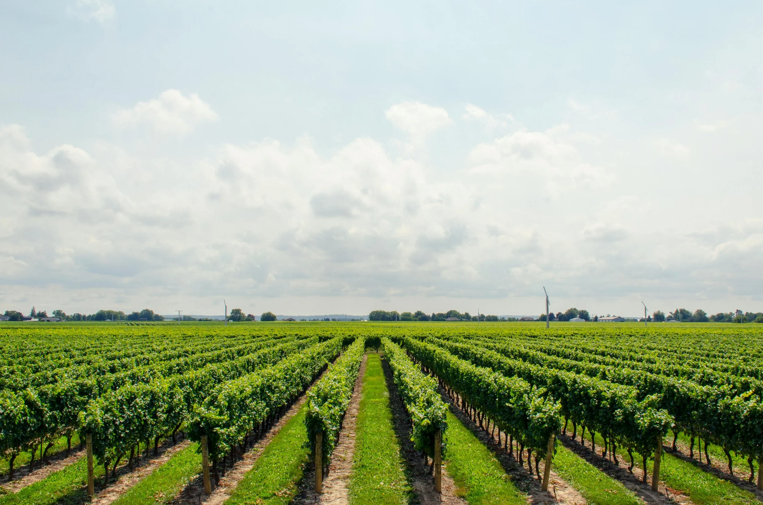 Vineyard with rows of grapevines under a partly cloudy sky, and wind turbines on the horizon.