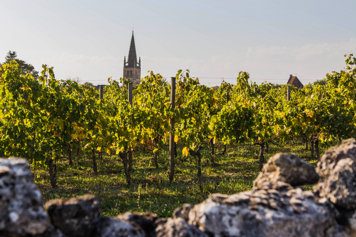 Vignoble avec une église en arrière-plan, pierre au premier plan.