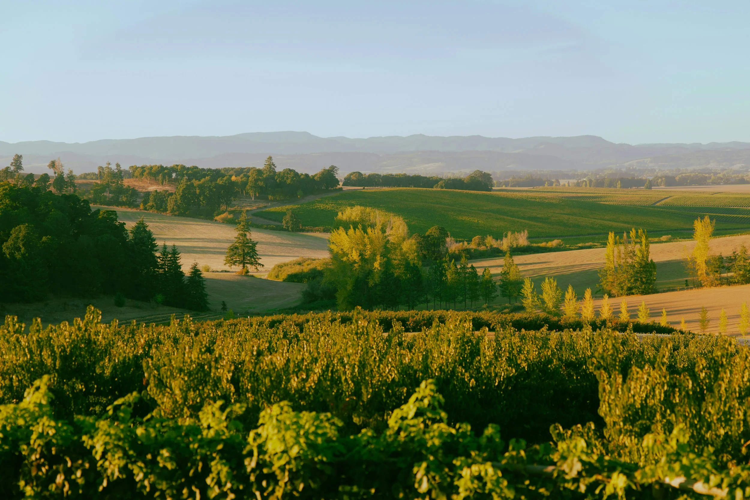 Champagne luxury travel toolkit