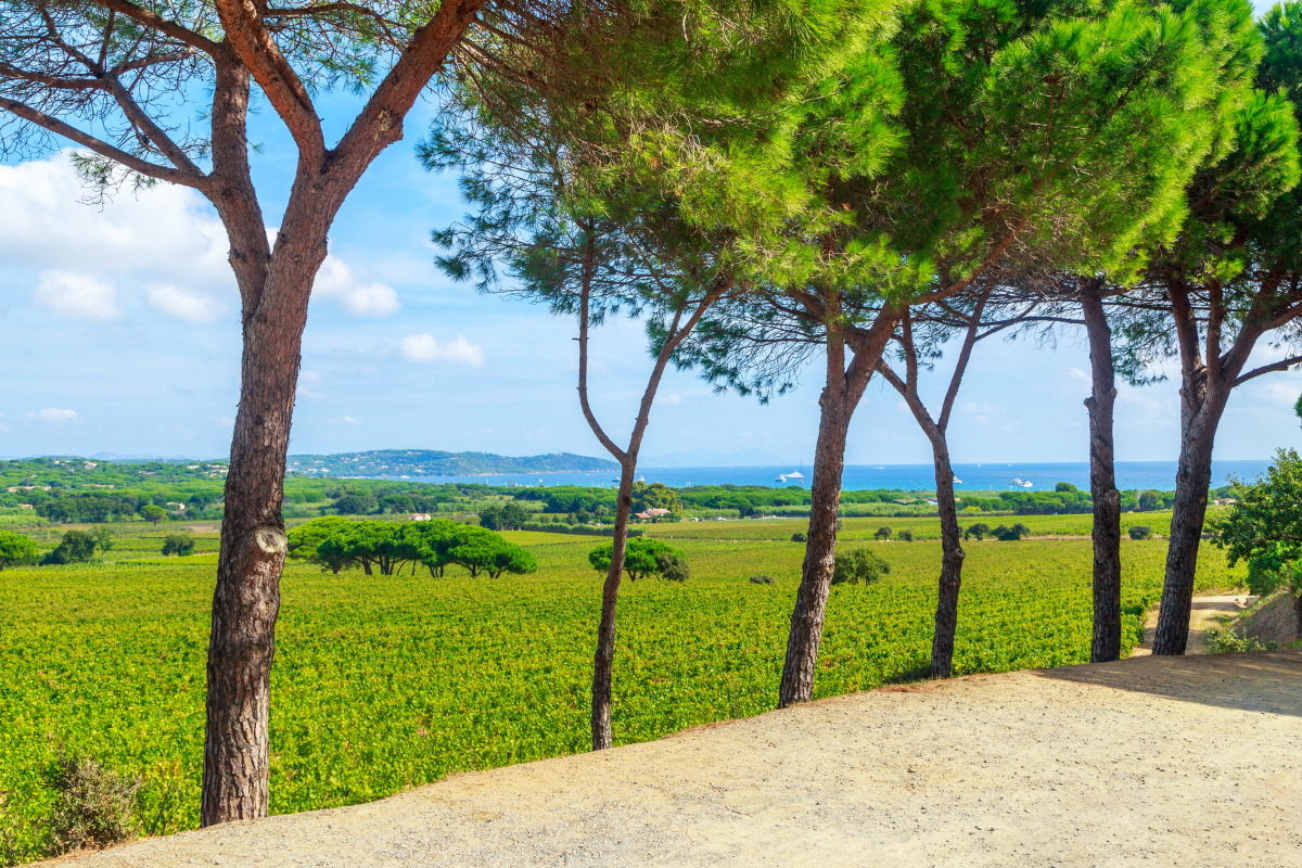 View of a countryside landscape with green fields, trees, and an ocean in the background, under a blue sky with clouds. Pine trees are in the foreground.