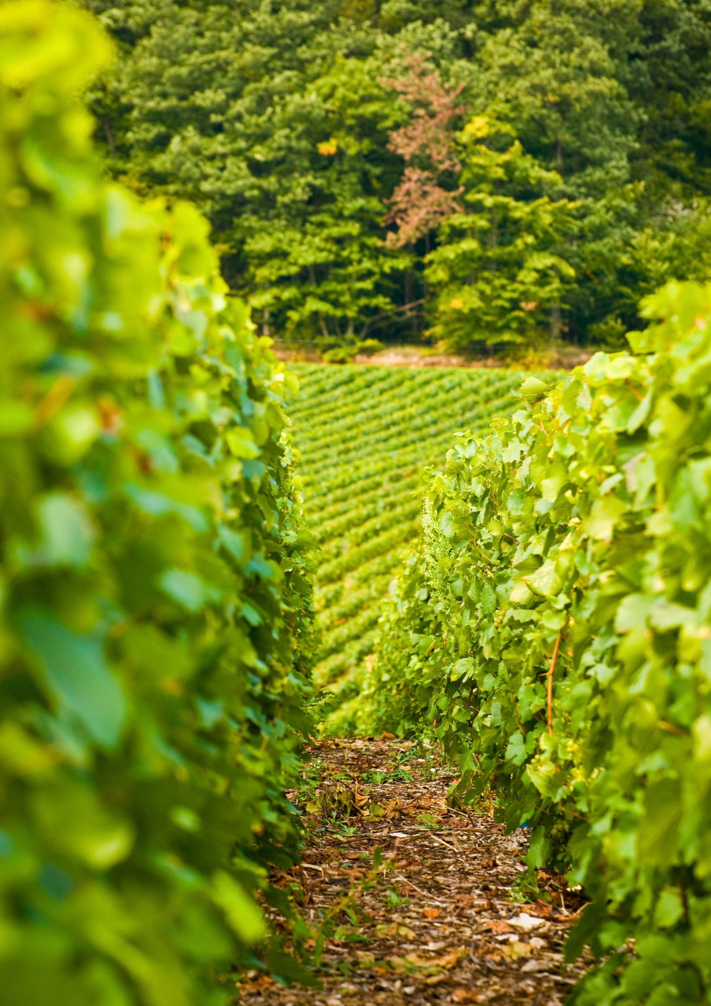Vignoble avec rangées de vignes vertes menant vers une forêt en arrière-plan.