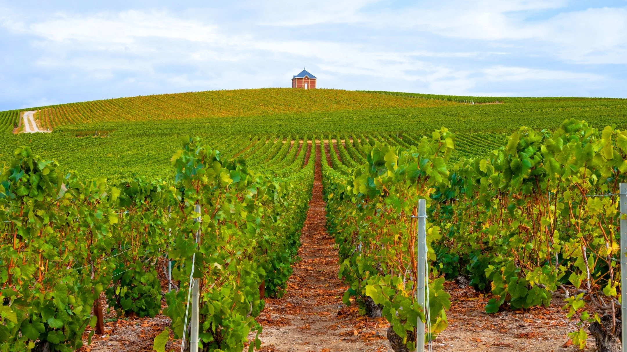 Vineyard with rows of grapevines on a hillside leading to a small building or gazebo at the top, under a partly cloudy sky.