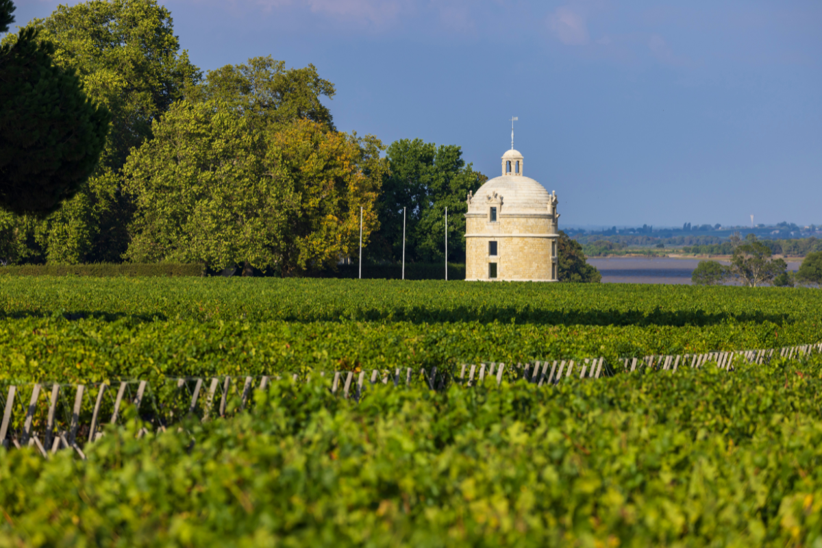 bordeaux-medoc-vineyard-chateau-latour.png