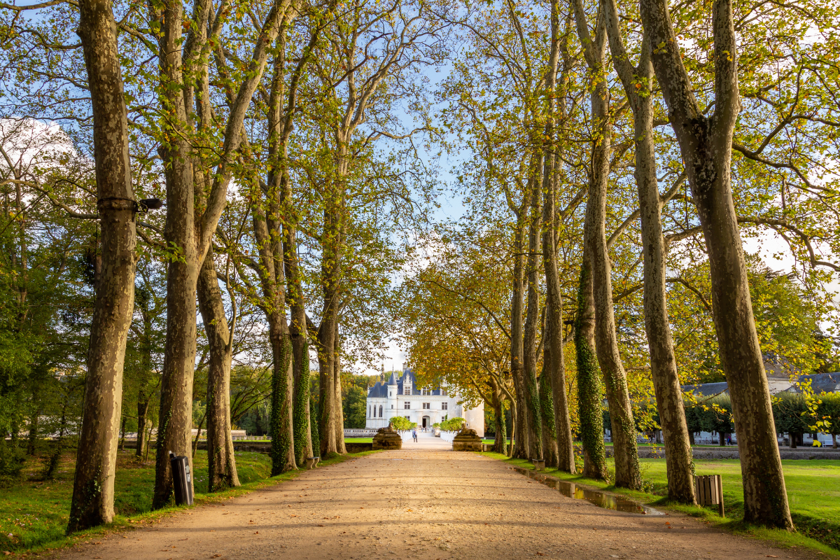 A tree-lined pathway leading to a castle-like building with turrets and spires in the distance, surrounded by greenery and clear blue sky.