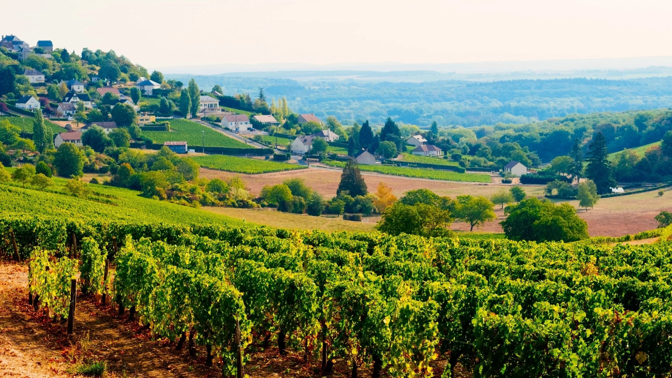 Vineyard with rows of grapevines on rolling hills and a distant residential neighborhood with trees and houses under a clear sky.