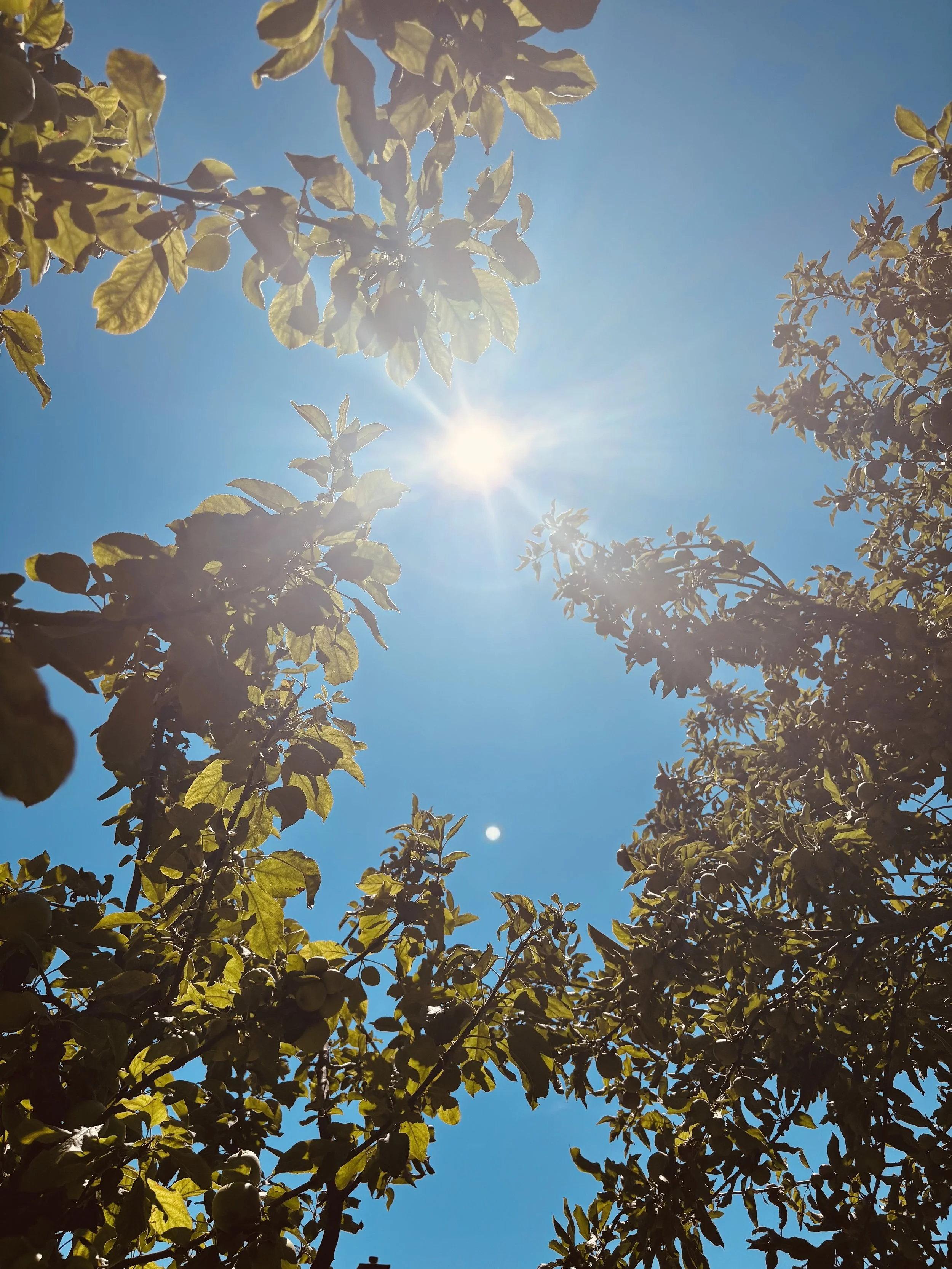 Looking up at a bright sun in a clear blue sky, surrounded by green leaves and branches of trees.