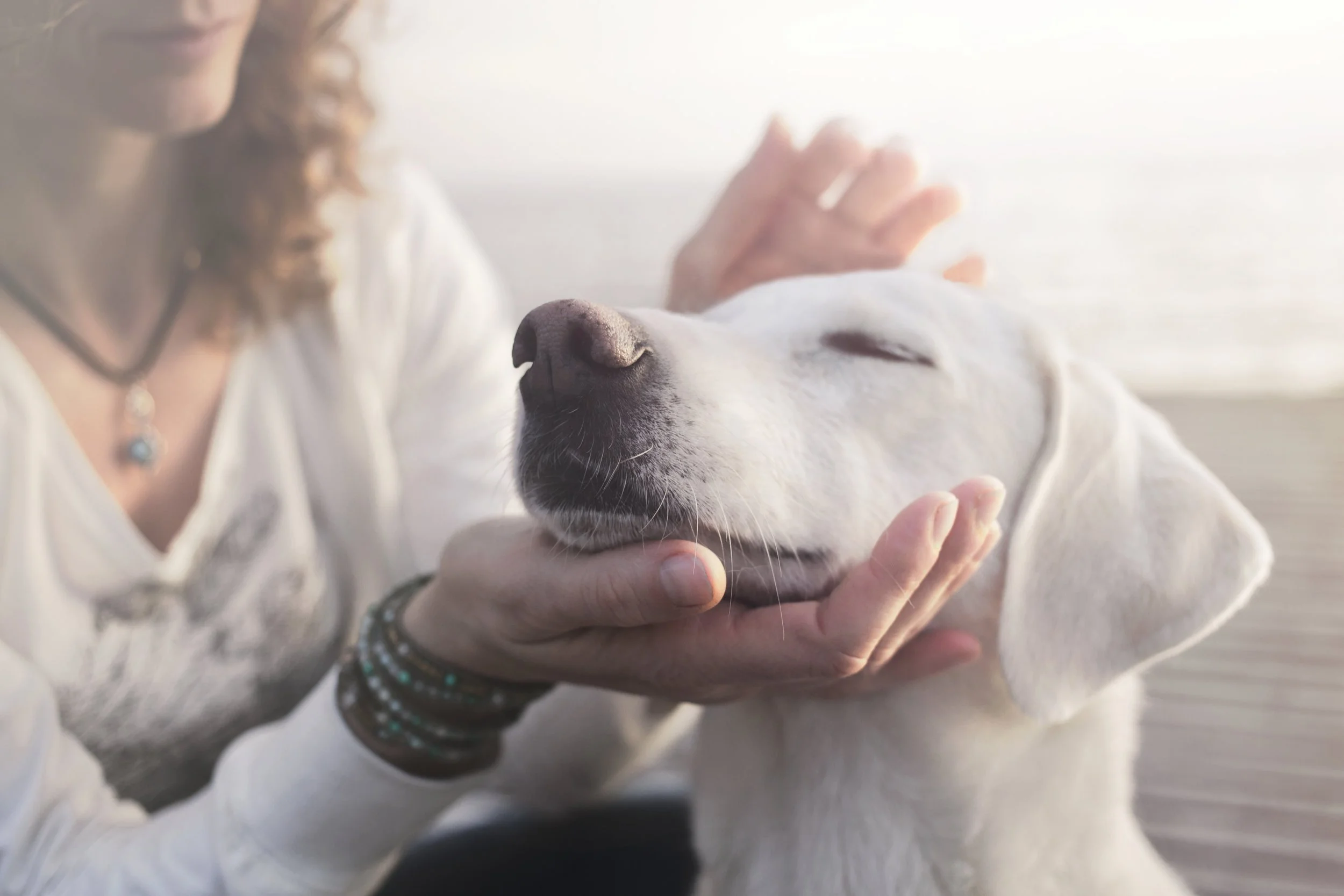 A woman gently holding a sleeping white Labrador Retriever dog with her hands near the dog's face.