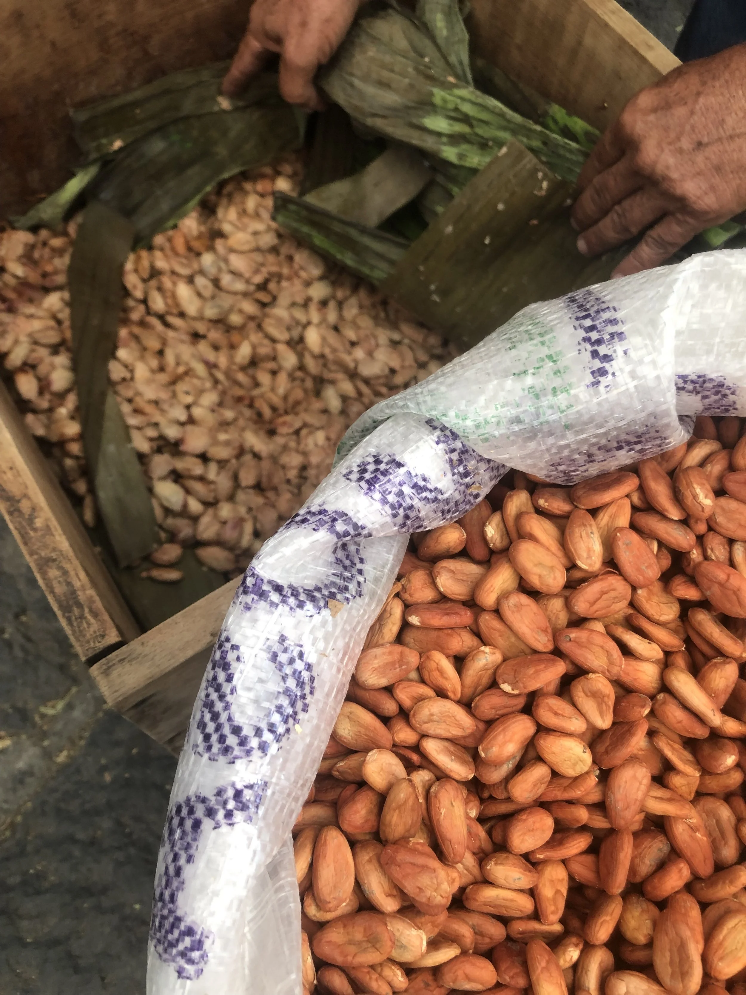 Cacao conciencia: granos que inspiran desde Guatemala