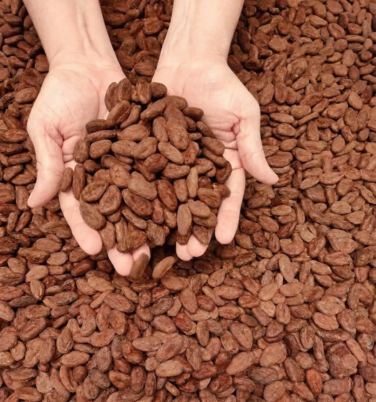Orígenes e Identidades Cacao Lavado y Cacao Fermentado.jpeg
