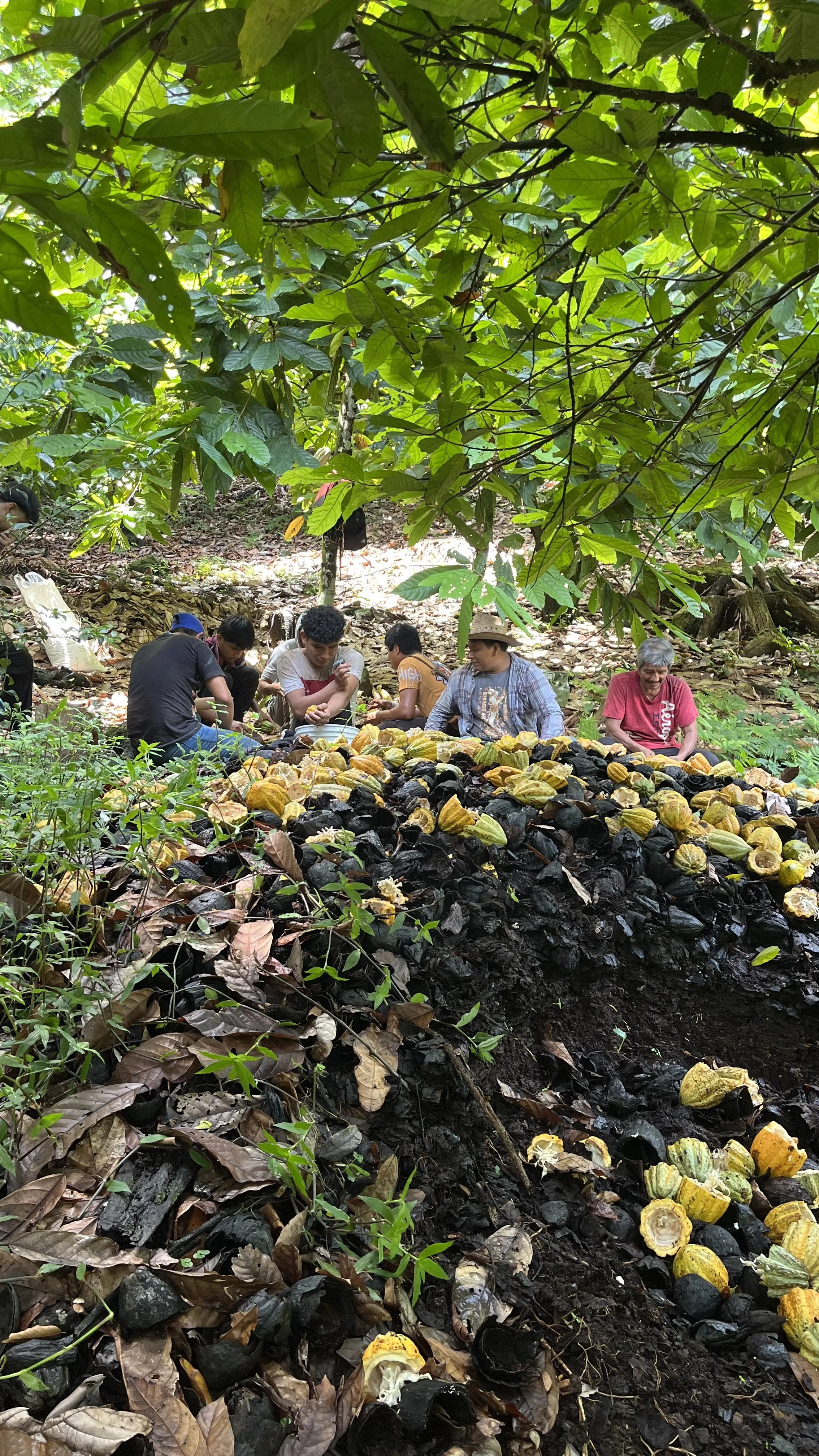 Cacao en voz propia: lo que cuesta y lo que vale. Un diálogo entre el cacao tabasqueño y chiapaneco