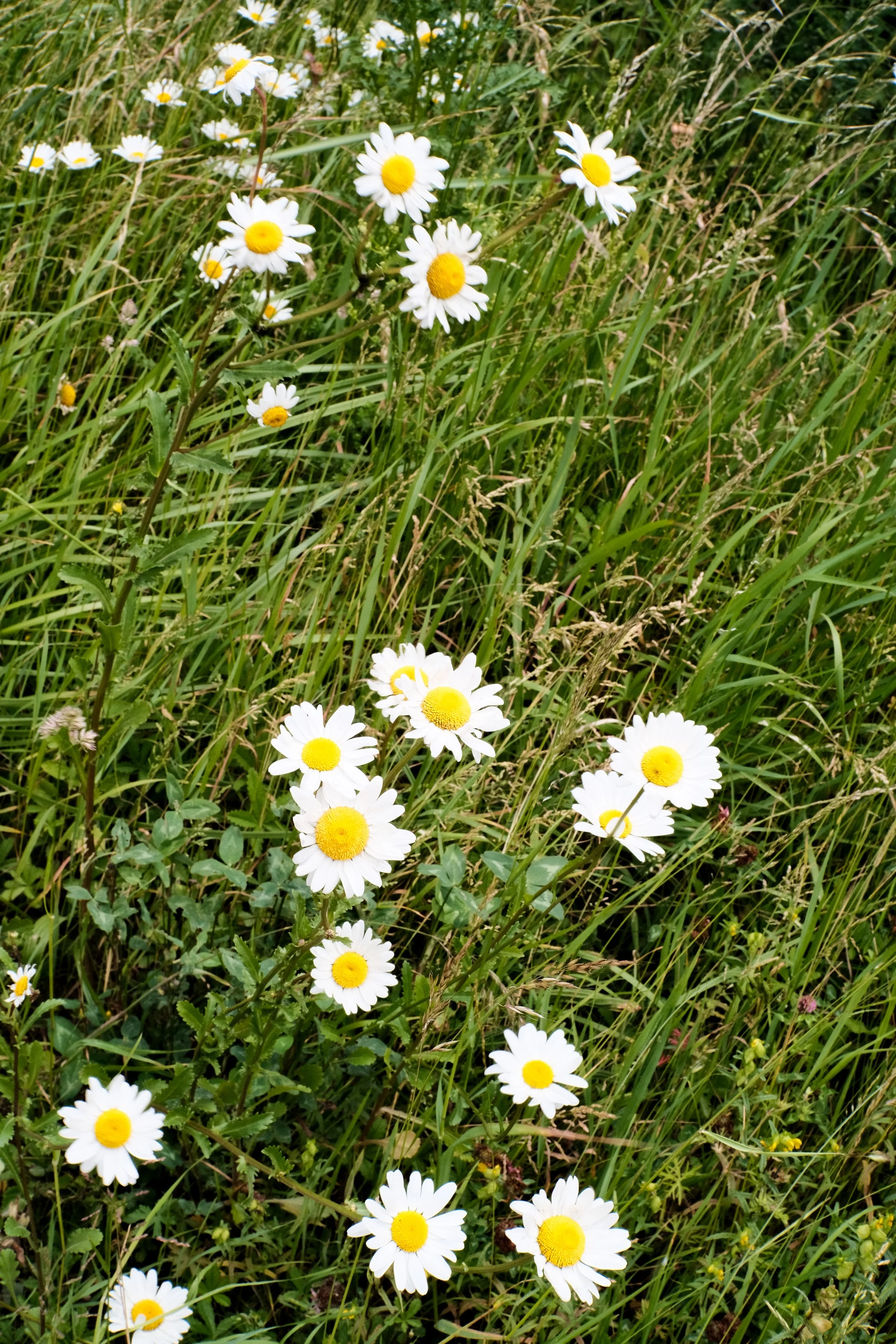 DSCF6375.jpg