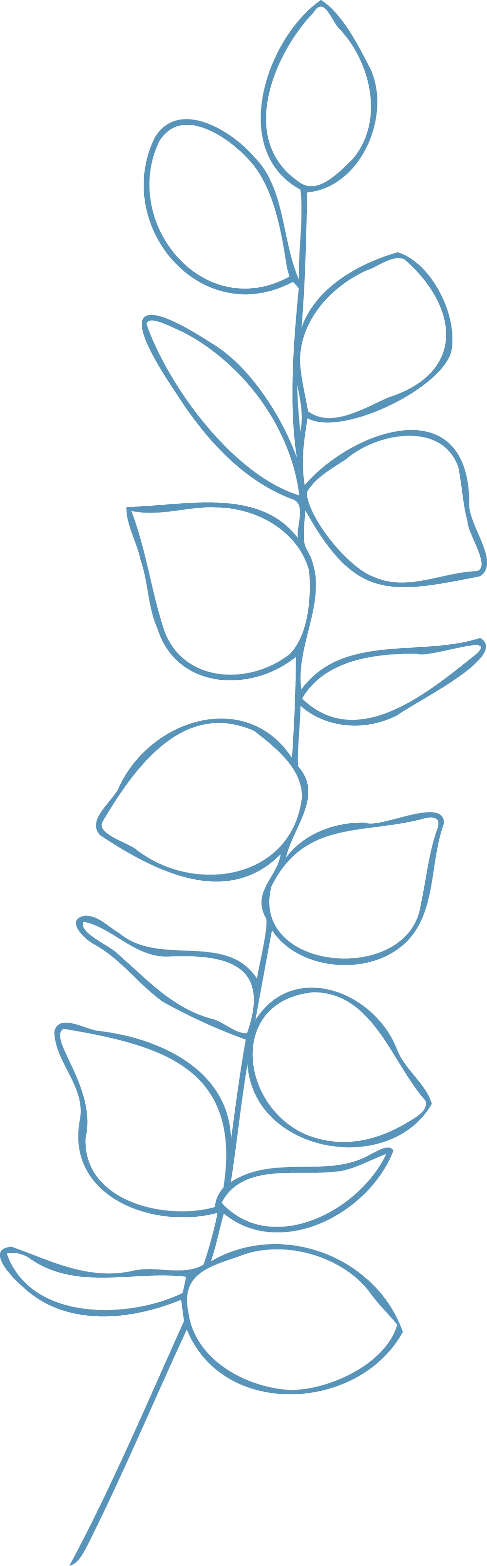 Branch of leaves outline drawn in blue